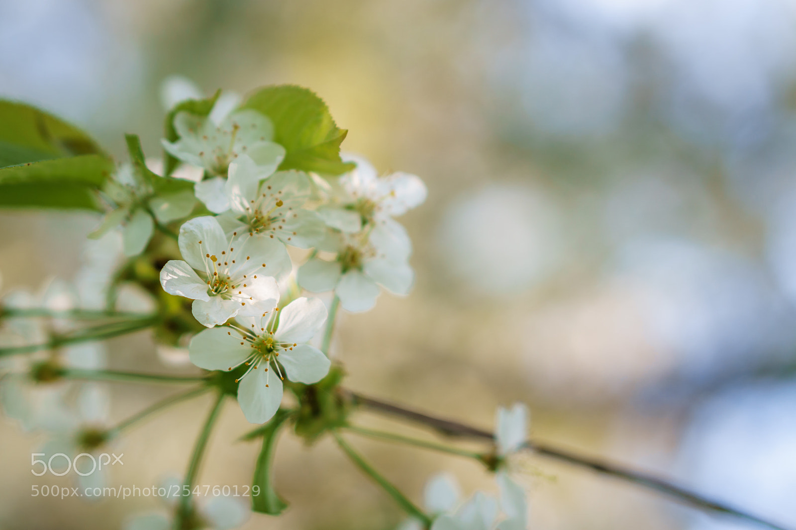 Sony a6000 sample photo. Untitled photography