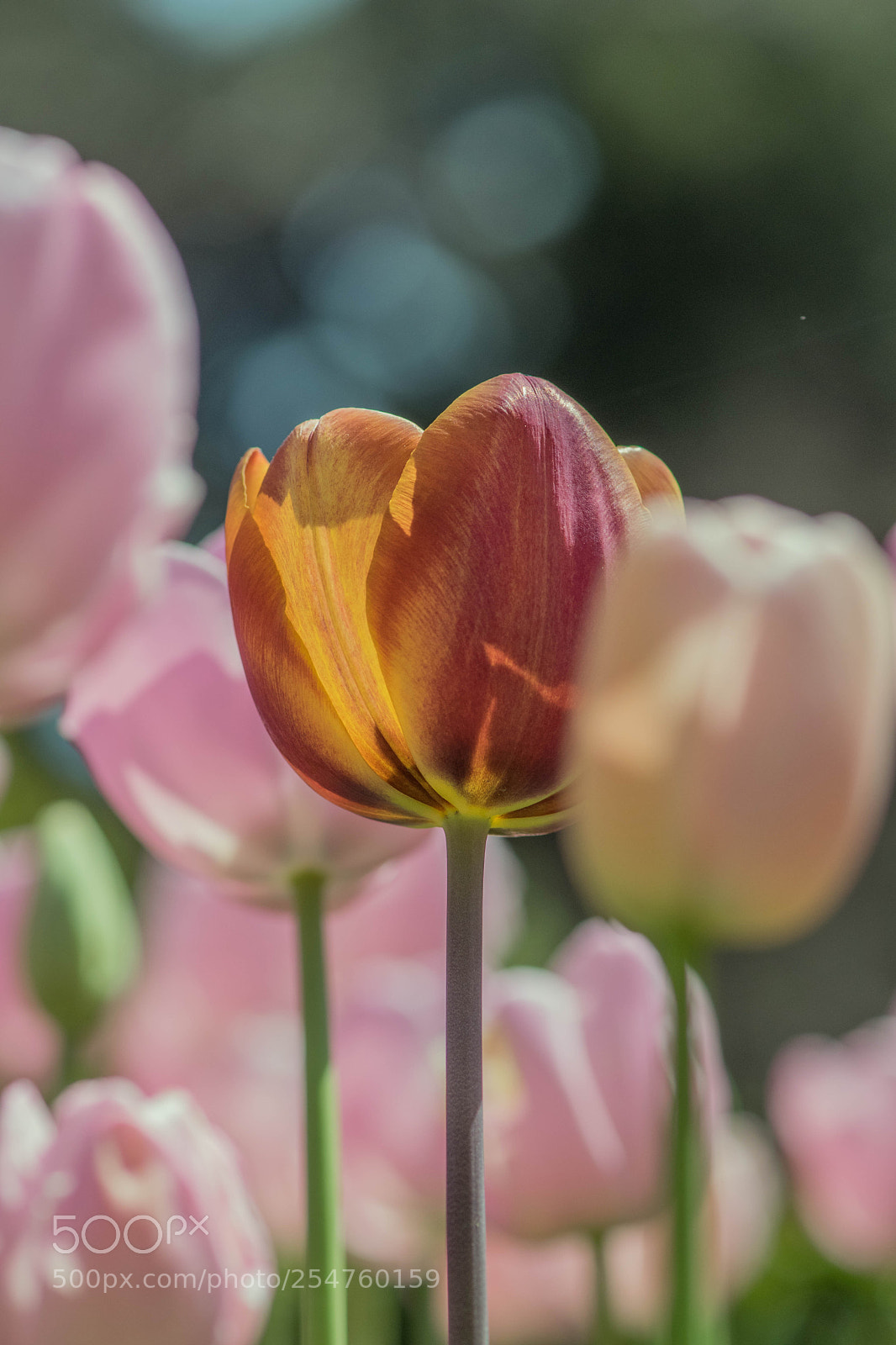Nikon D5300 sample photo. Tulips photography