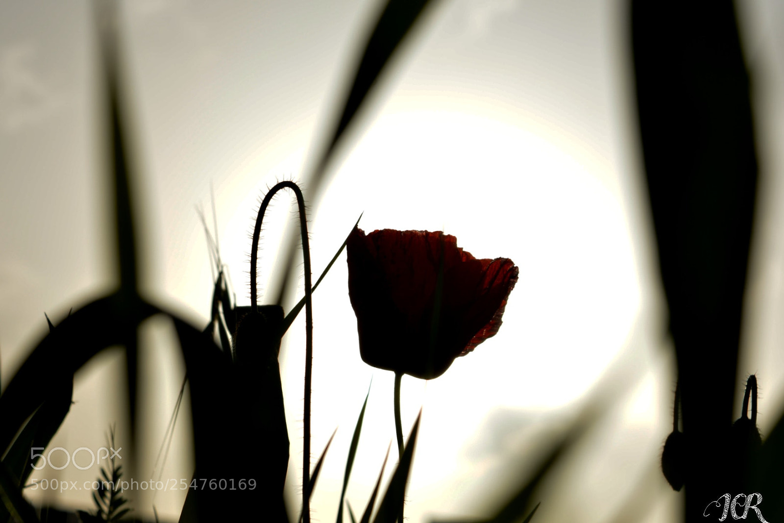 Nikon D5200 sample photo. Amapola con sol photography