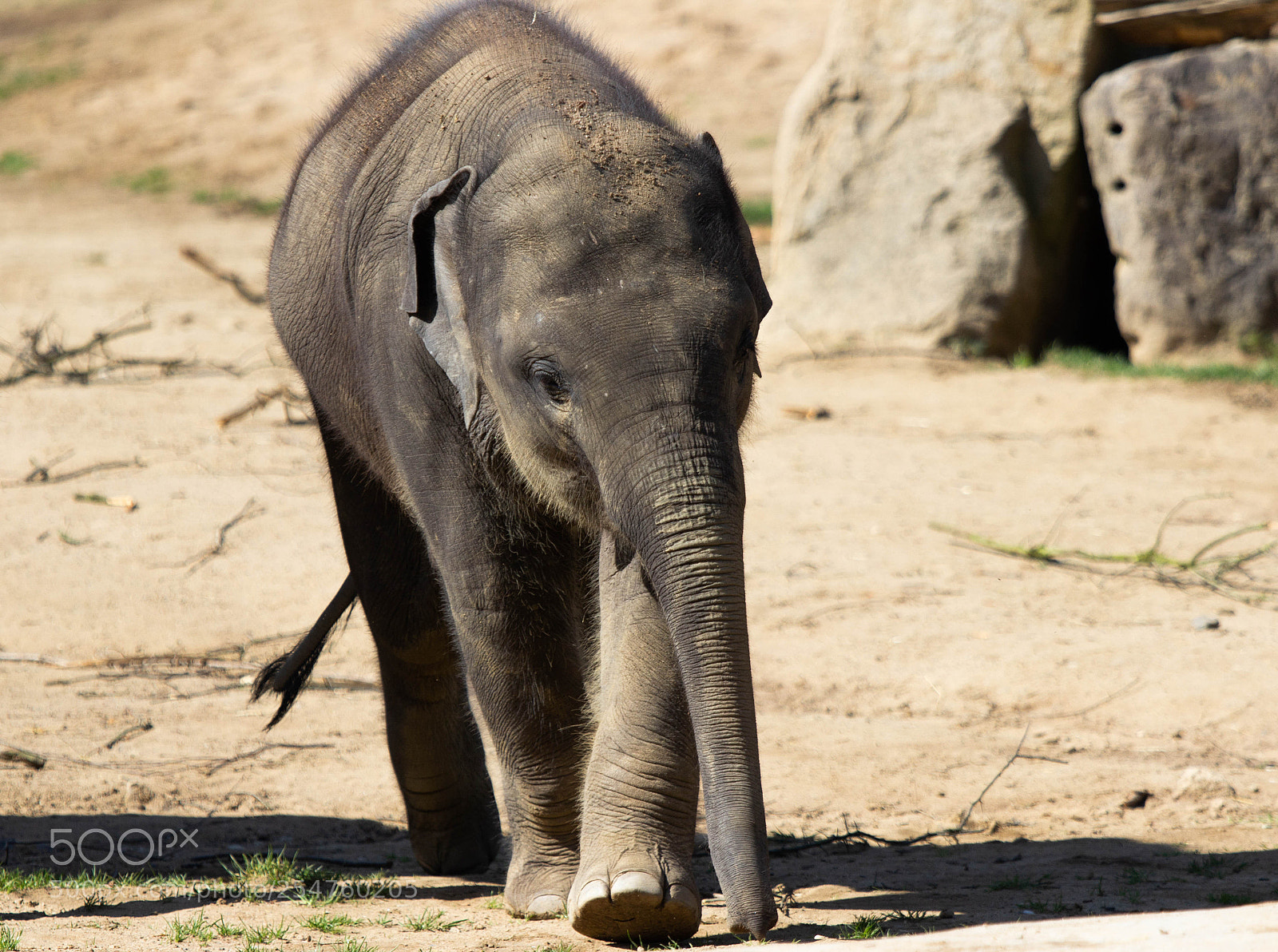 Canon EOS 600D (Rebel EOS T3i / EOS Kiss X5) sample photo. Elephant cub photography