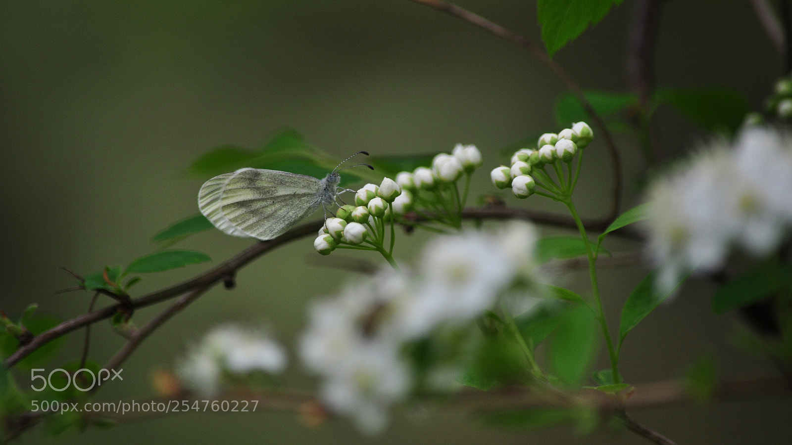 Nikon D90 sample photo. Untitled photography