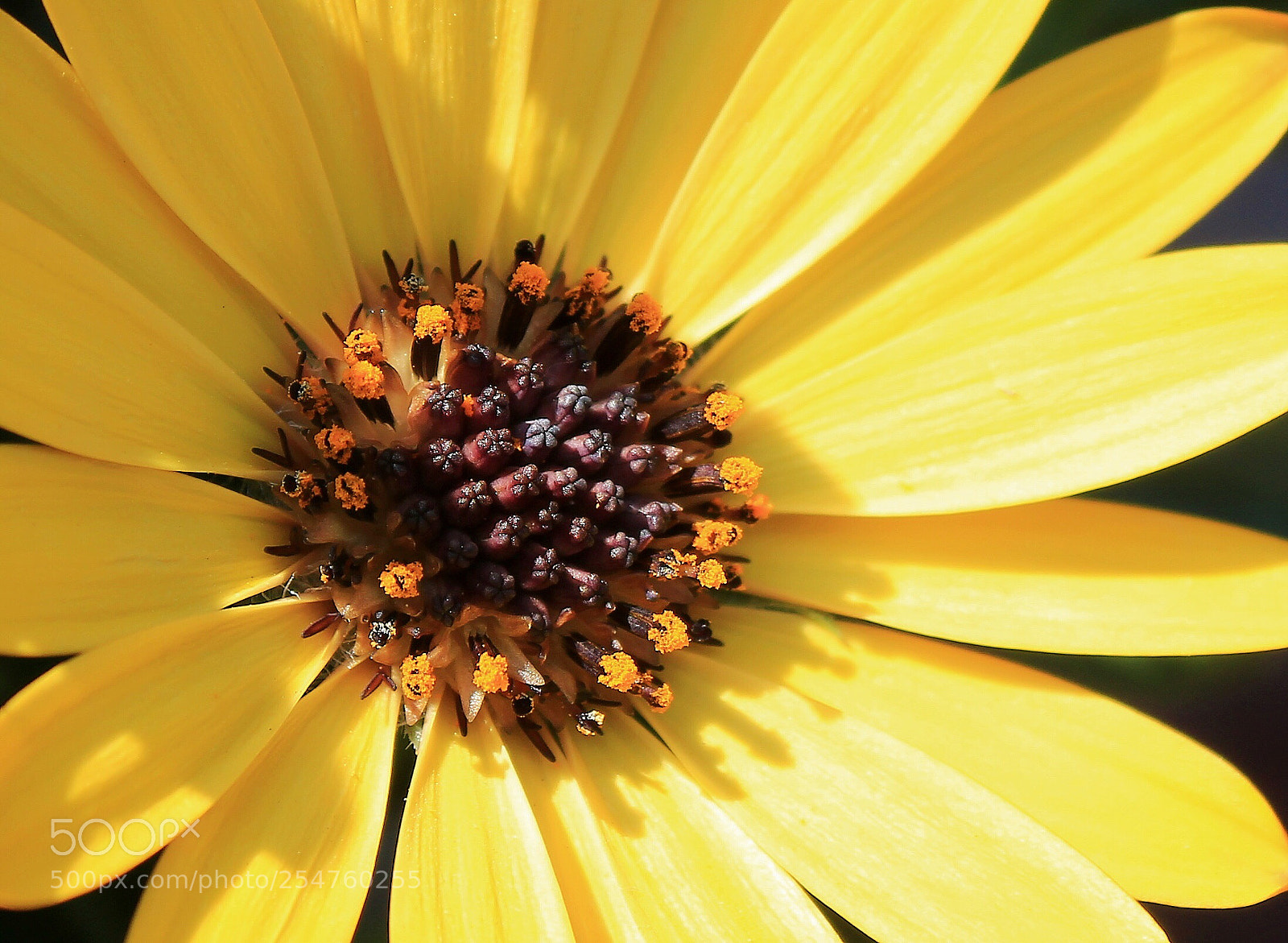 Canon EOS 1300D (EOS Rebel T6 / EOS Kiss X80) sample photo. Yellow flower photography