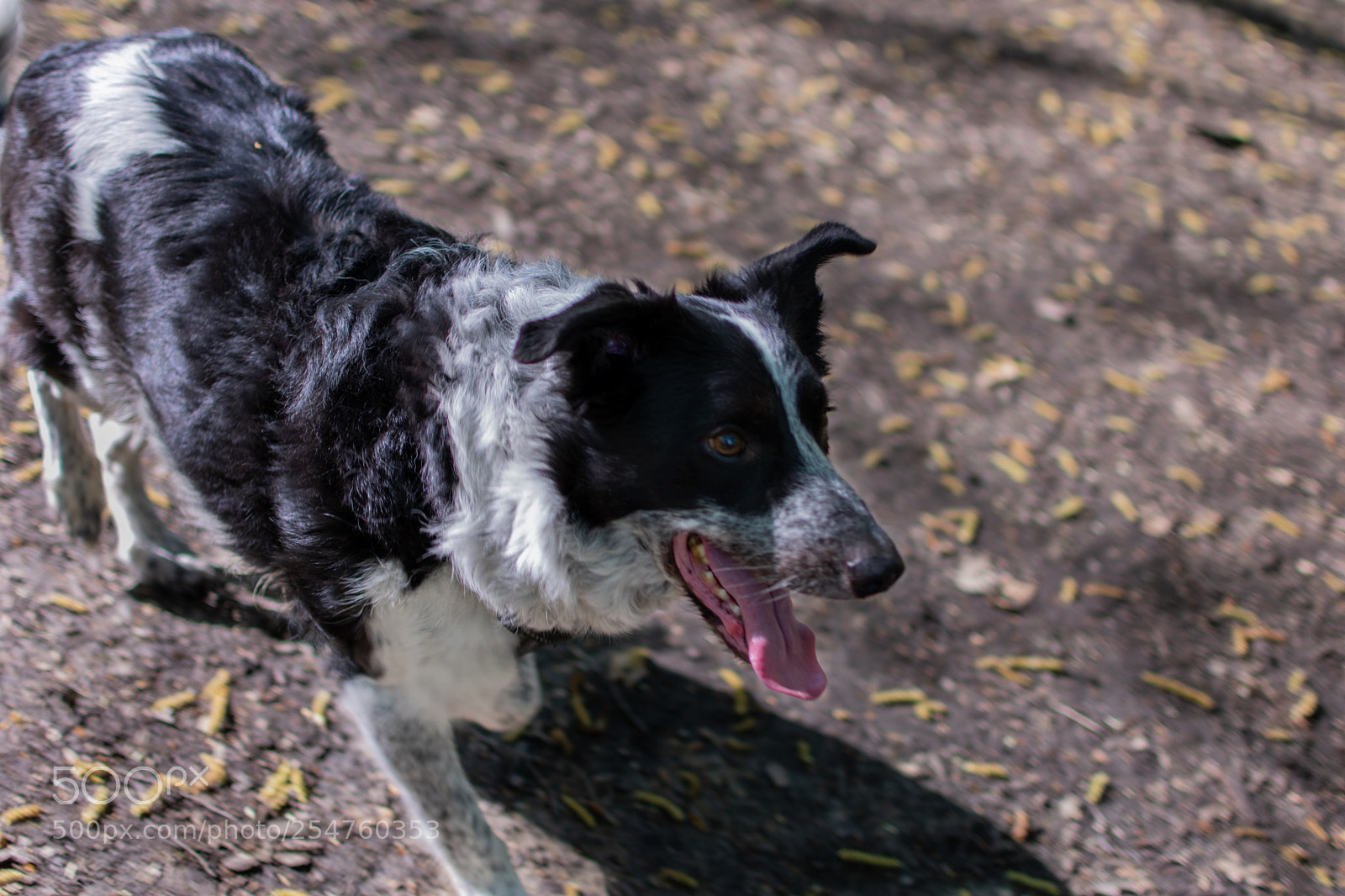 Nikon D3400 sample photo. Dog  photography