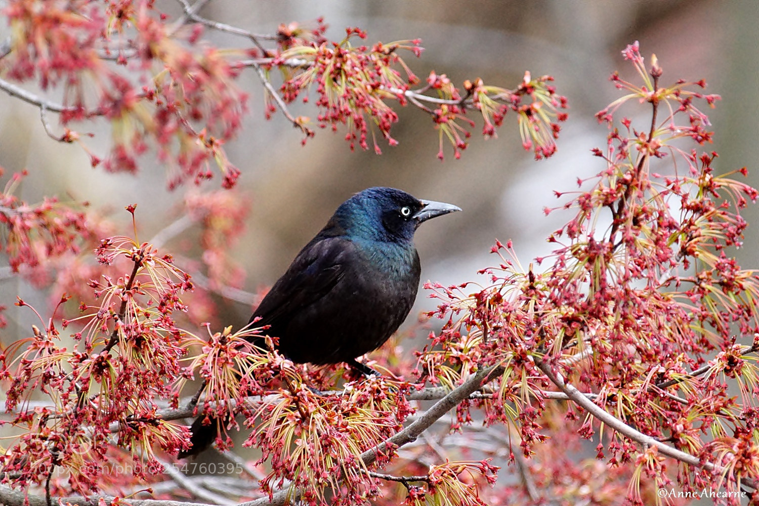 Sony ILCA-77M2 sample photo. Common grackle in a photography