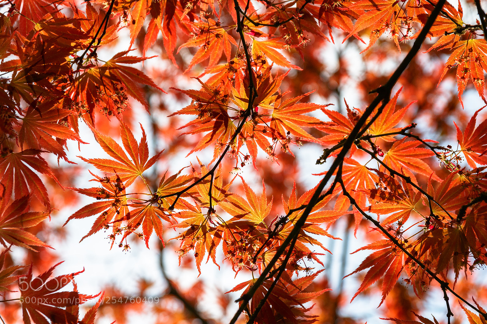 Canon EOS 700D (EOS Rebel T5i / EOS Kiss X7i) sample photo. Japanese maple photography