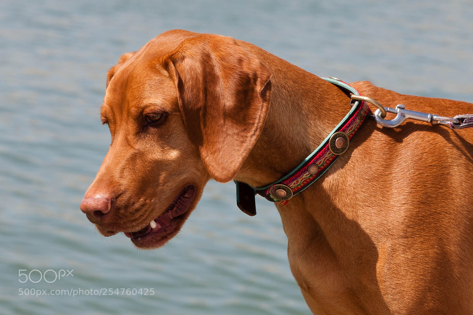 Canon EOS 5D sample photo. Must love dogs senna photography