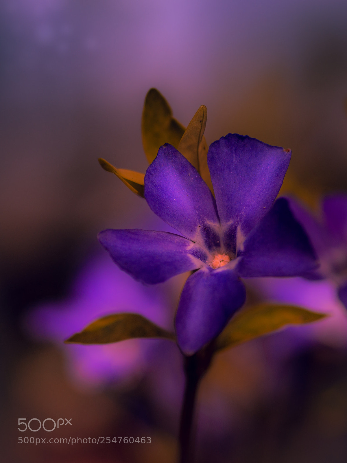 Sony SLT-A58 sample photo. Purple flower photography