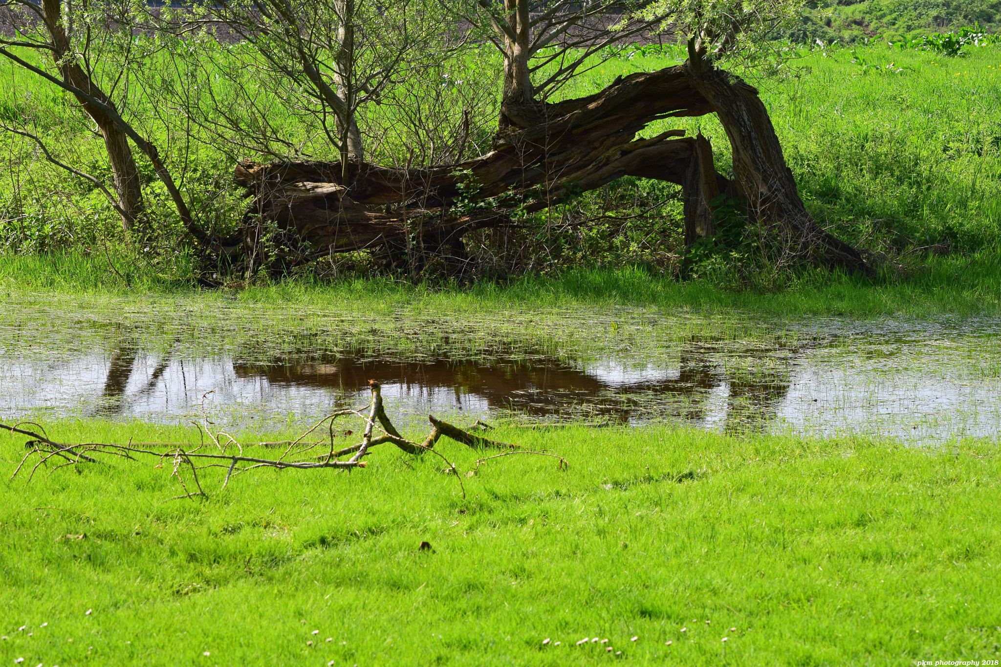 Nikon D3300 sample photo. Watering hole photography