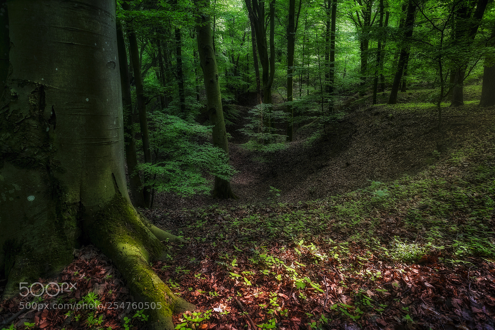 Nikon D810 sample photo. Spring power photography