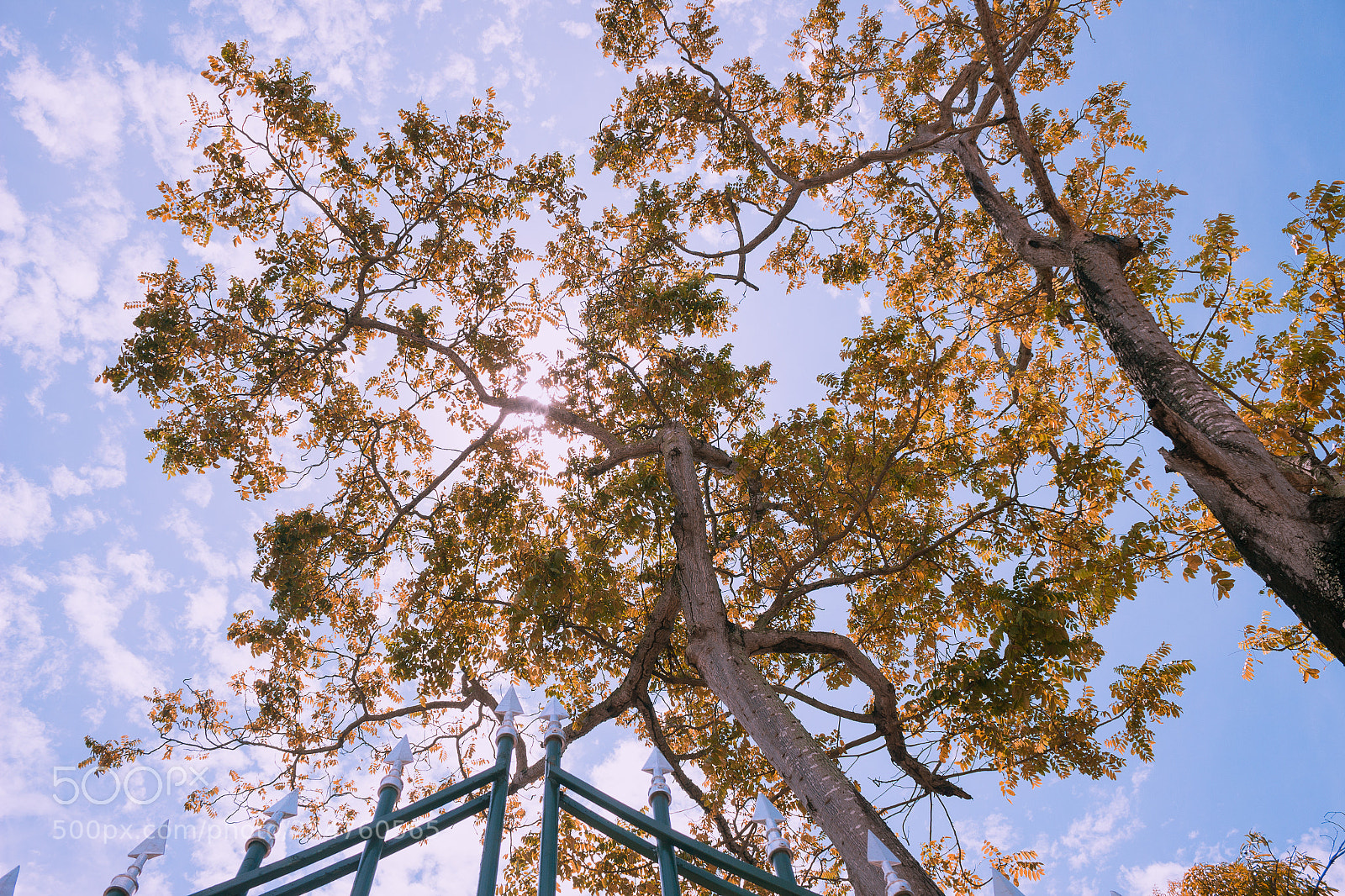 Canon EOS 600D (Rebel EOS T3i / EOS Kiss X5) sample photo. Tree and sky photography