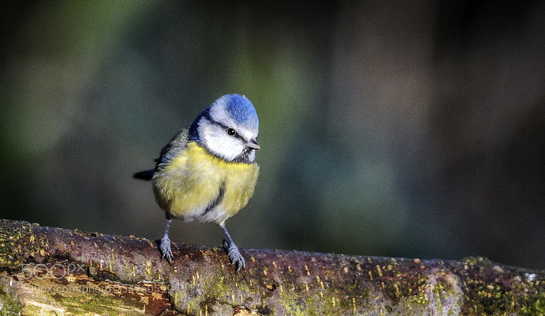 Nikon D3S sample photo. Blue tit photography