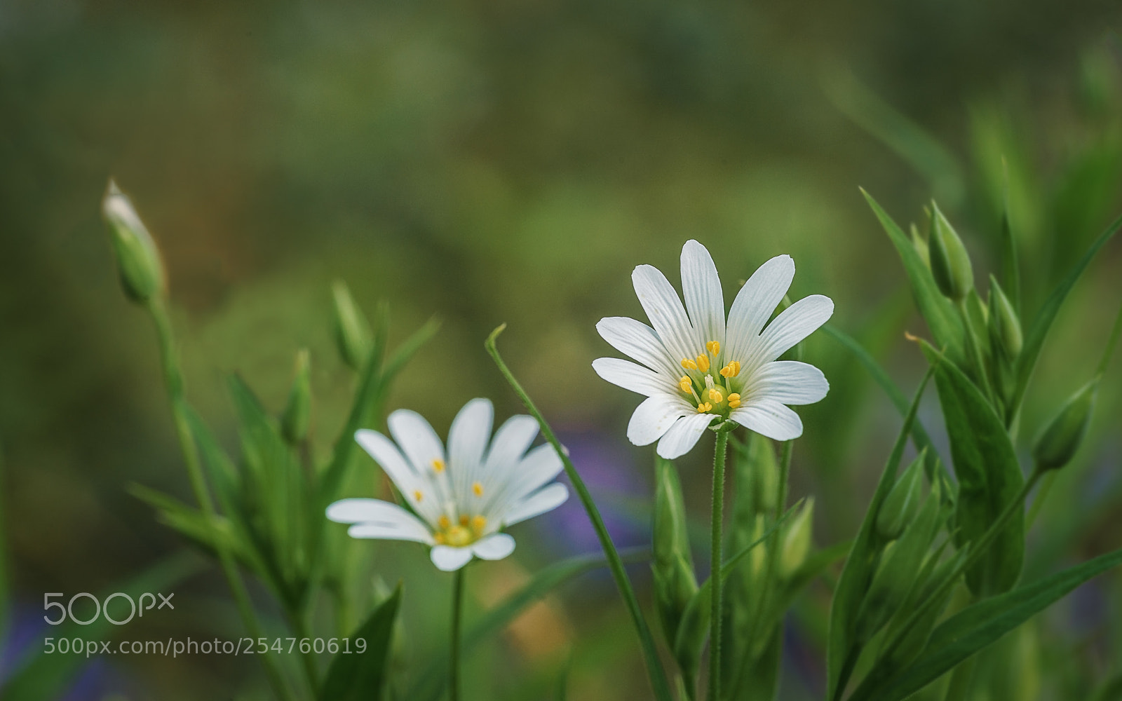 Sony a7 II sample photo. Springs arrival photography