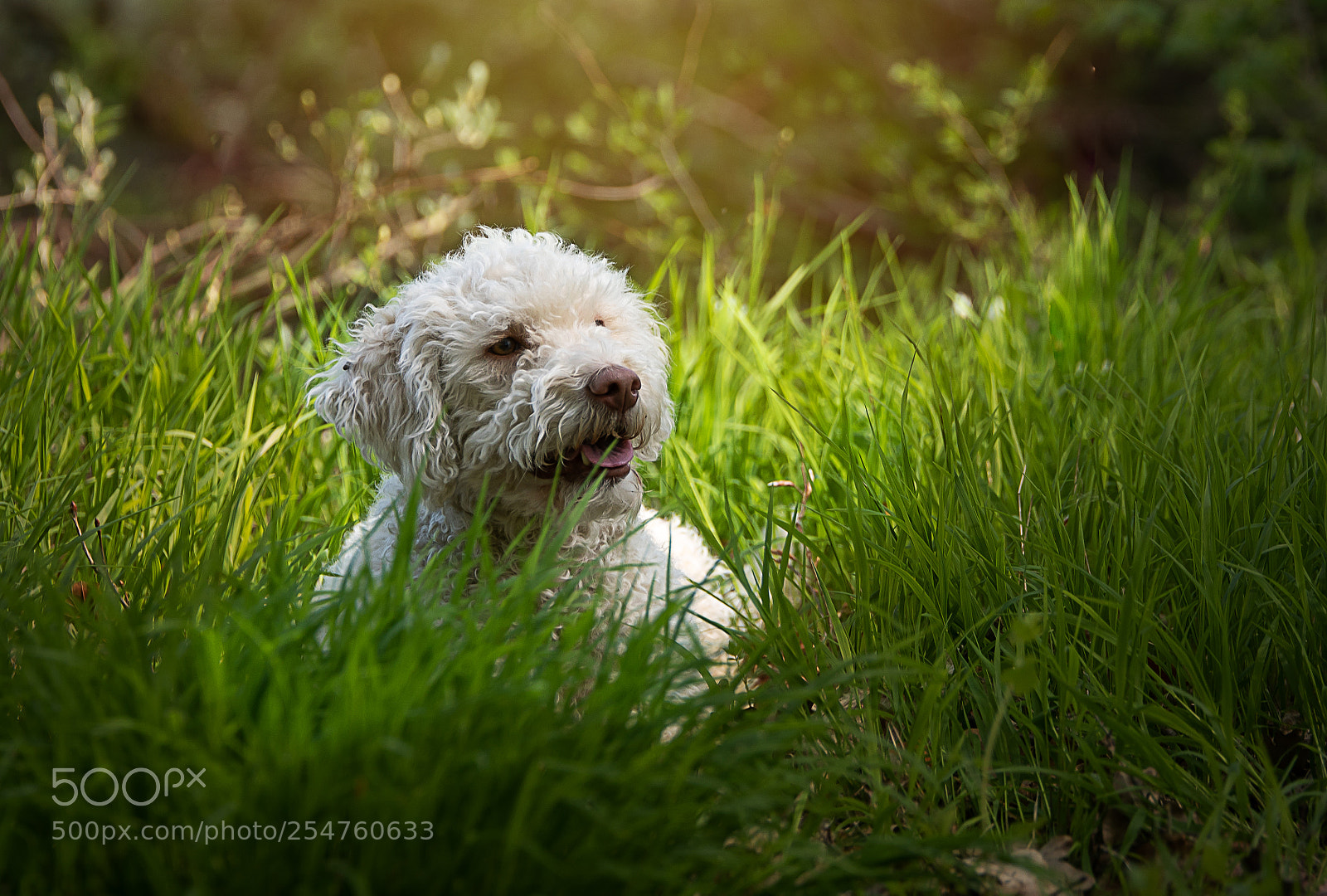 Sony ILCA-77M2 sample photo. Spring dog photography