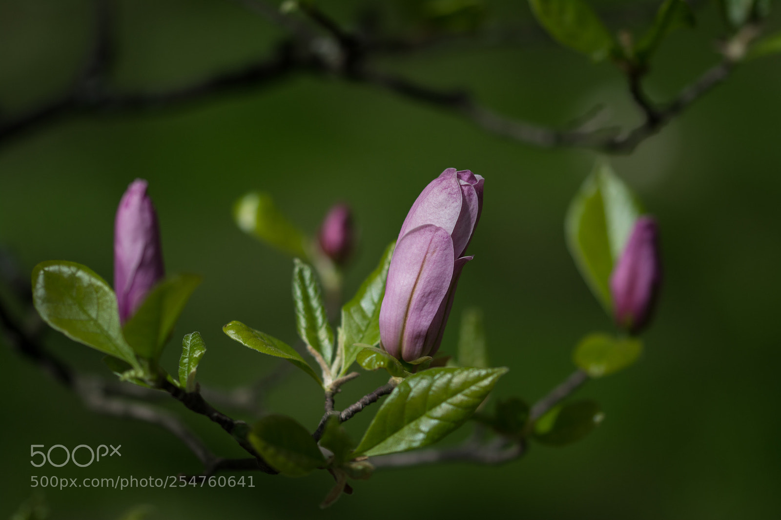 Nikon D5200 sample photo. Magnolia photography