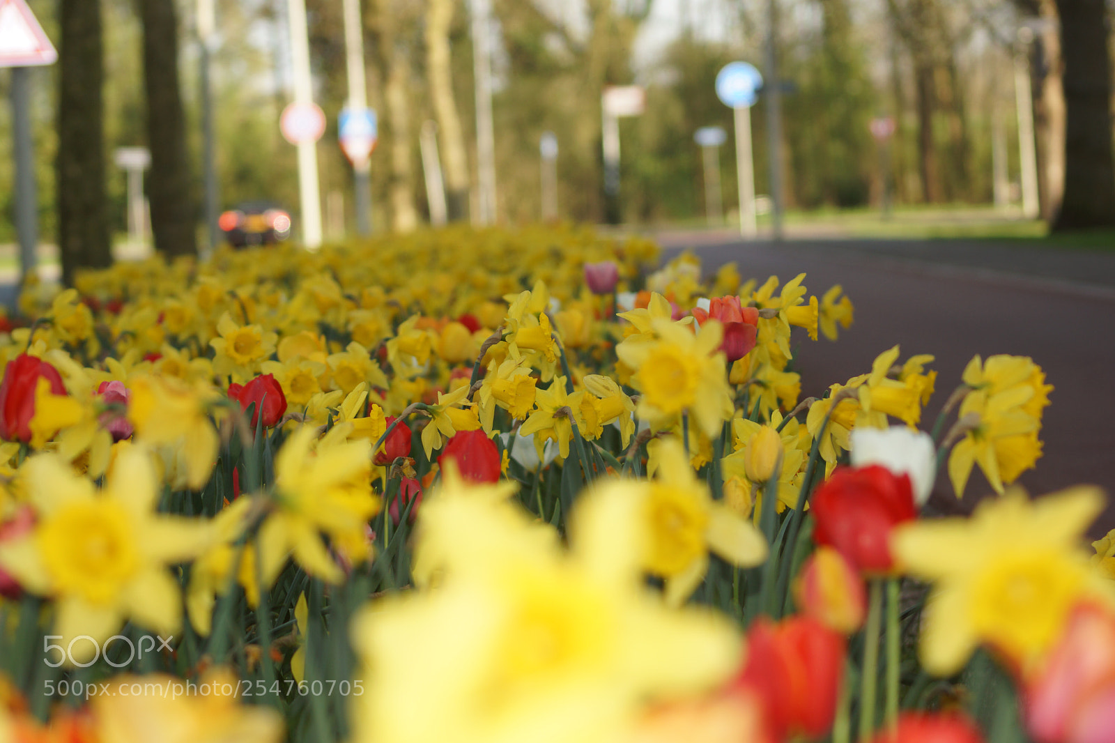 Sony SLT-A77 sample photo. Untitled photography