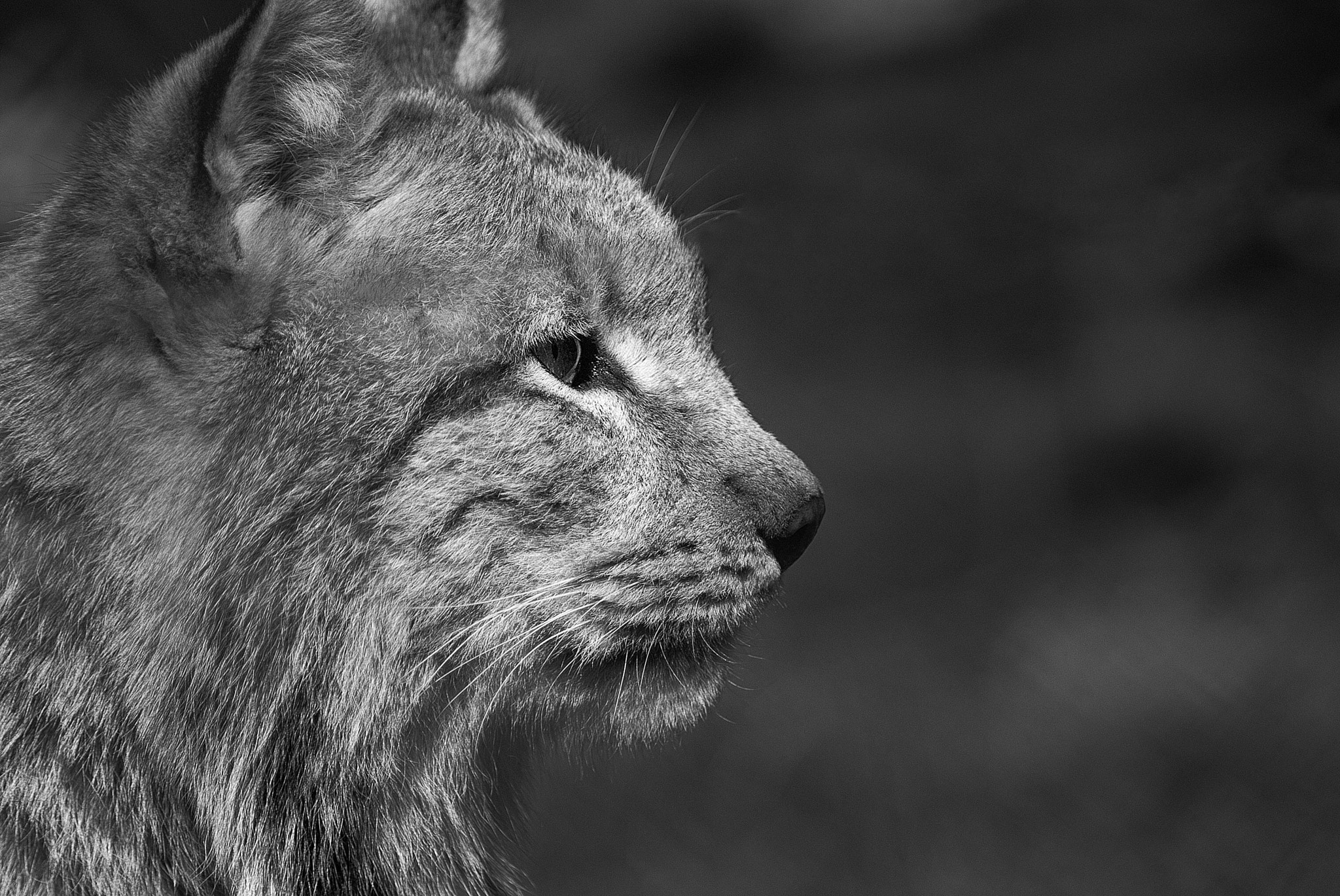 Fujifilm FinePix S5 Pro sample photo. Lynx photography