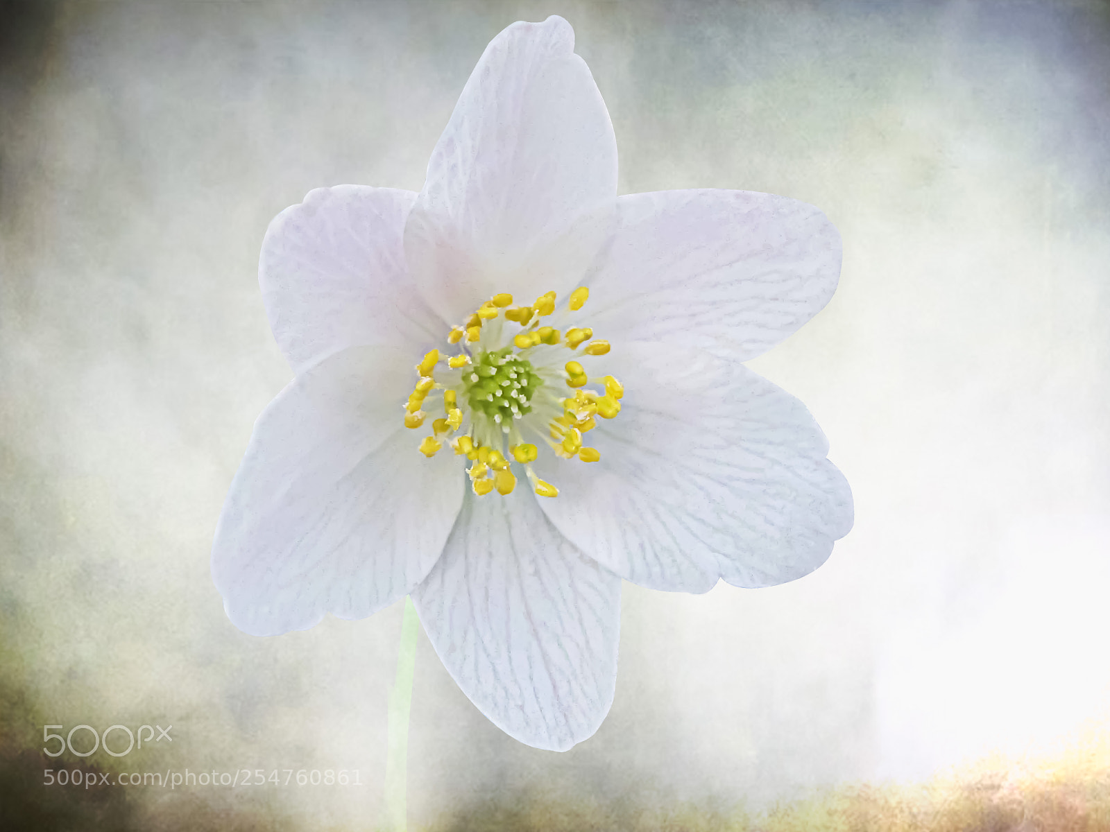 Canon PowerShot SX20 IS sample photo. White anemone on white photography