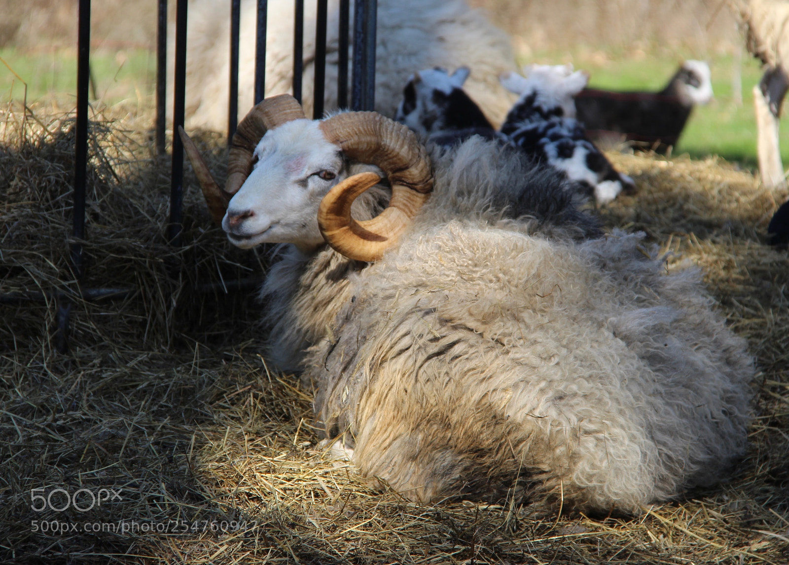 Canon EOS 700D (EOS Rebel T5i / EOS Kiss X7i) sample photo. Bagge photography