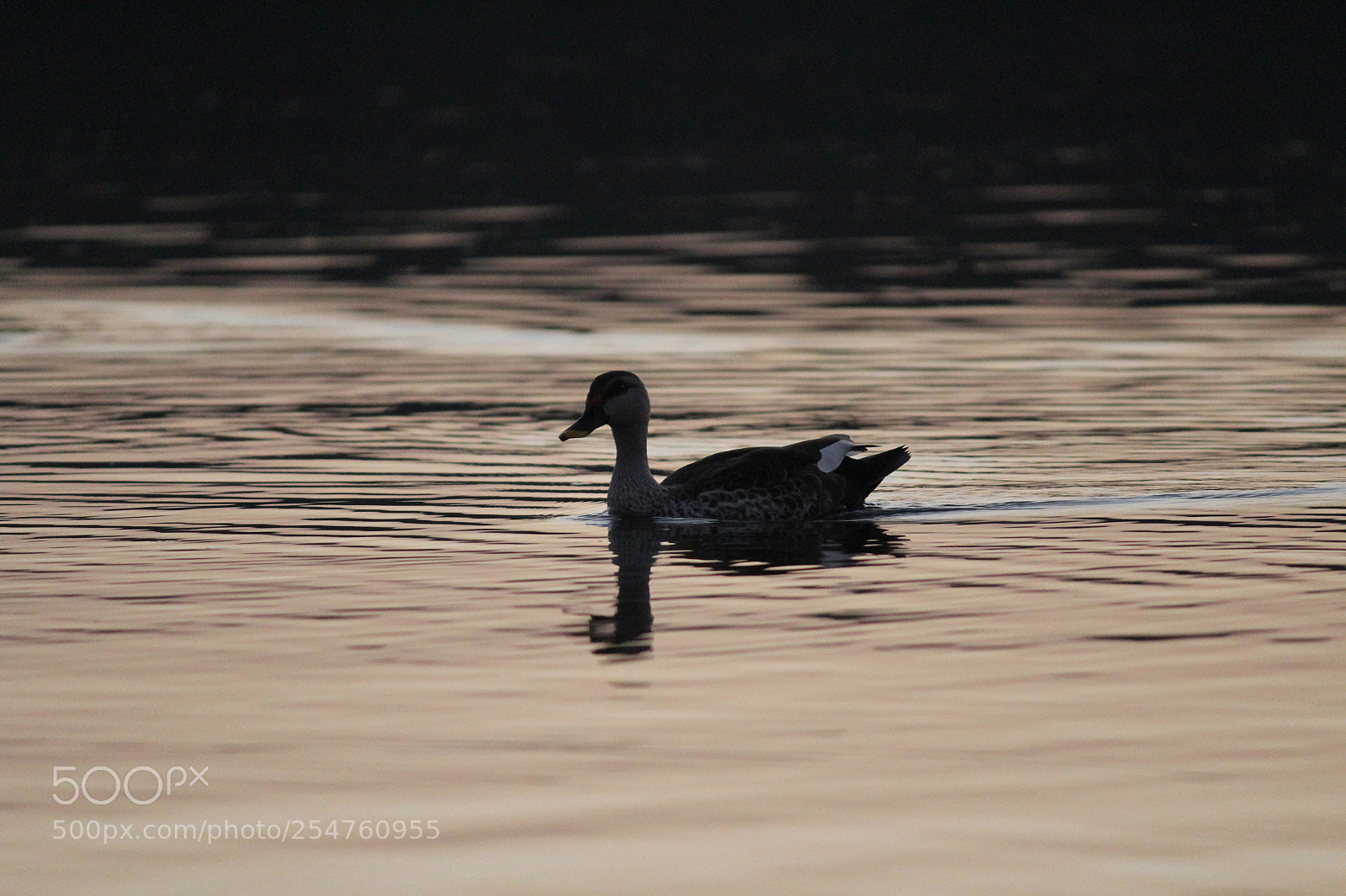 Canon EF-S 55-250mm F4-5.6 IS II sample photo. Duck with silhouette effect photography