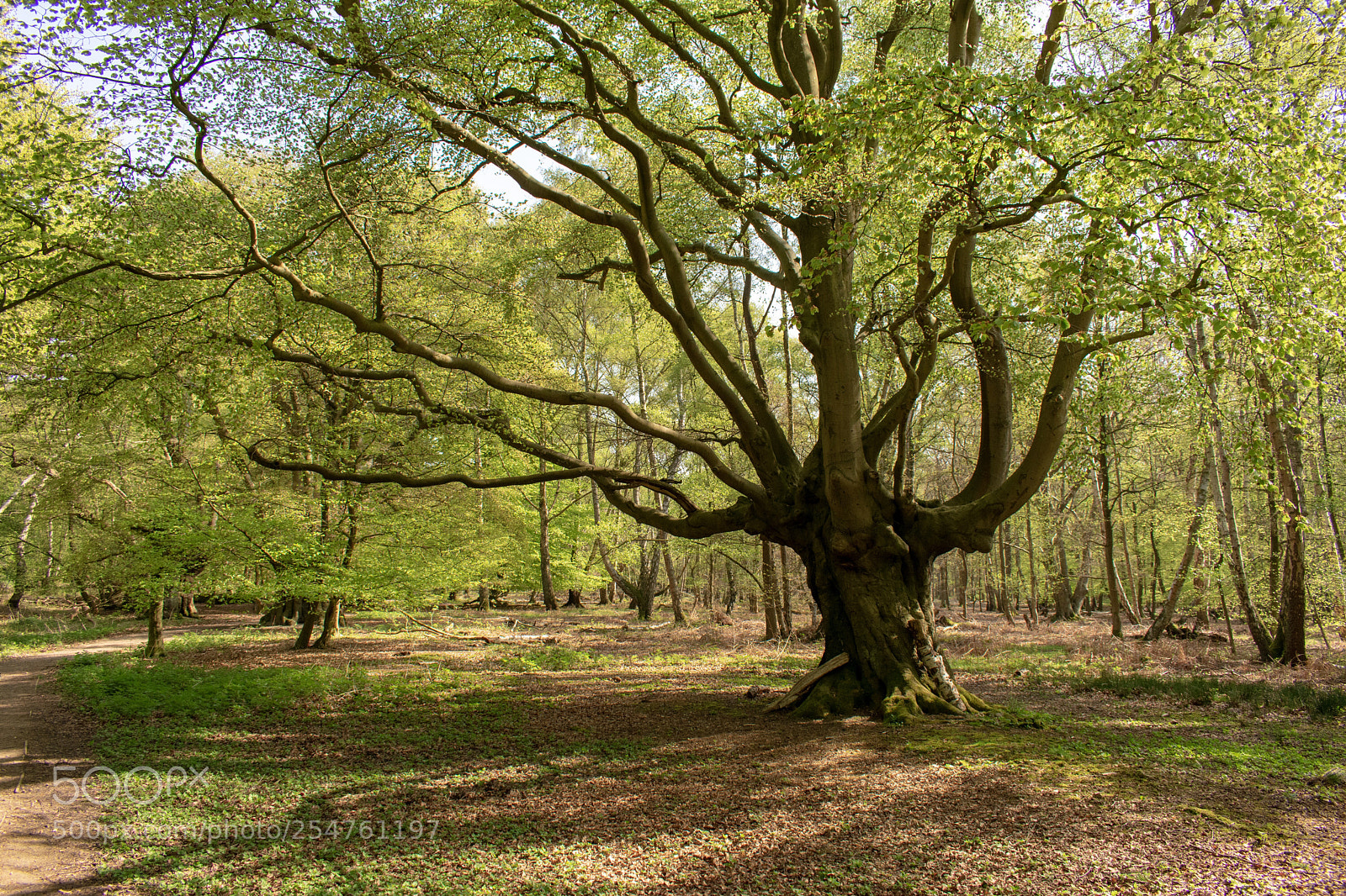 Nikon D3400 sample photo. Old tree  photography