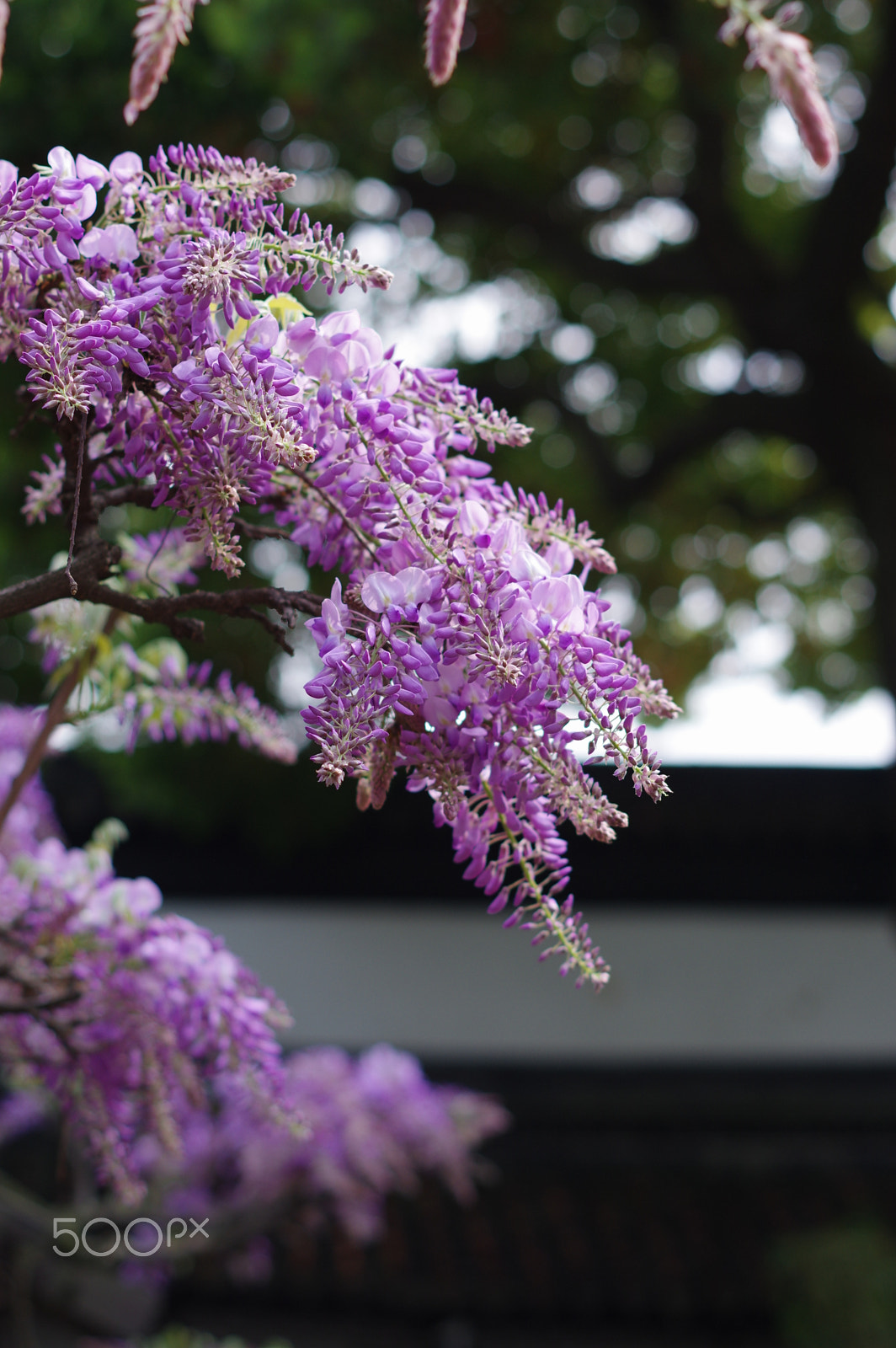 Pentax smc DA 50mm F1.8 sample photo. Chinese garden (suzhou) photography