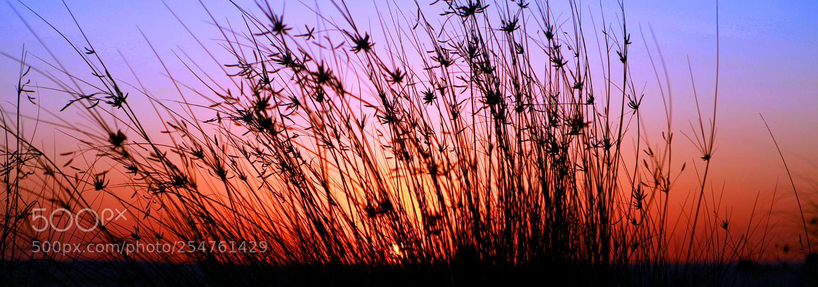 Canon EOS 5D Mark II sample photo. Through my lens  photography