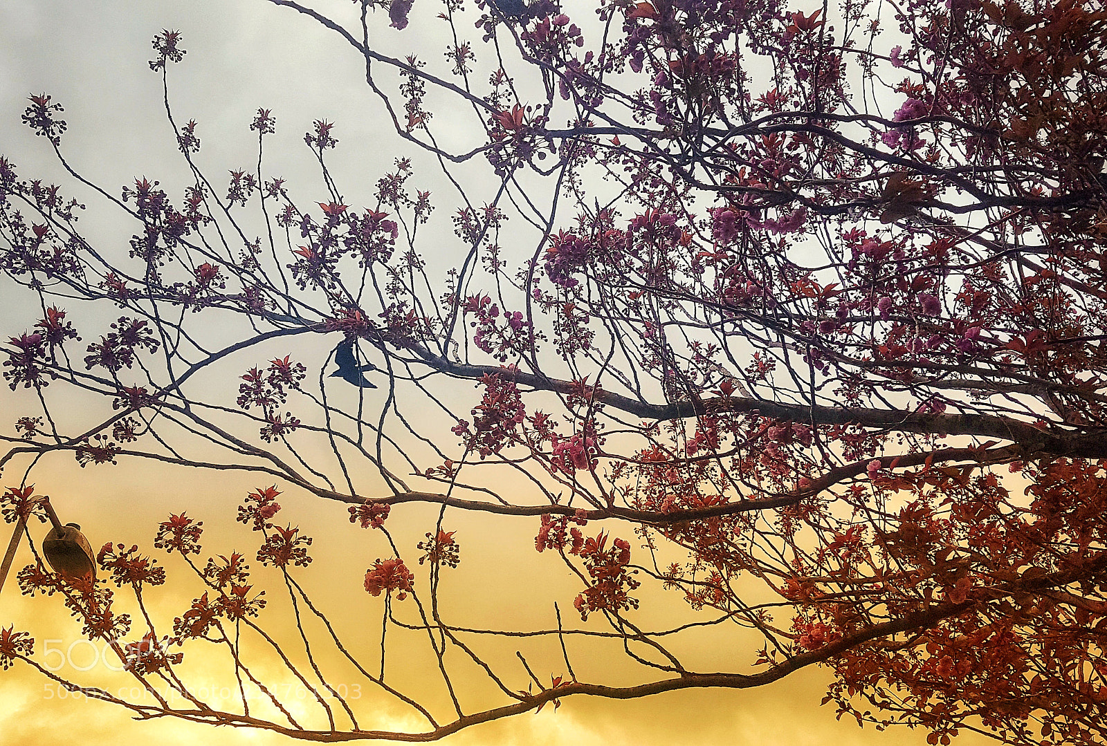Samsung Galaxy S7 Edge sample photo. And the blossoms have photography