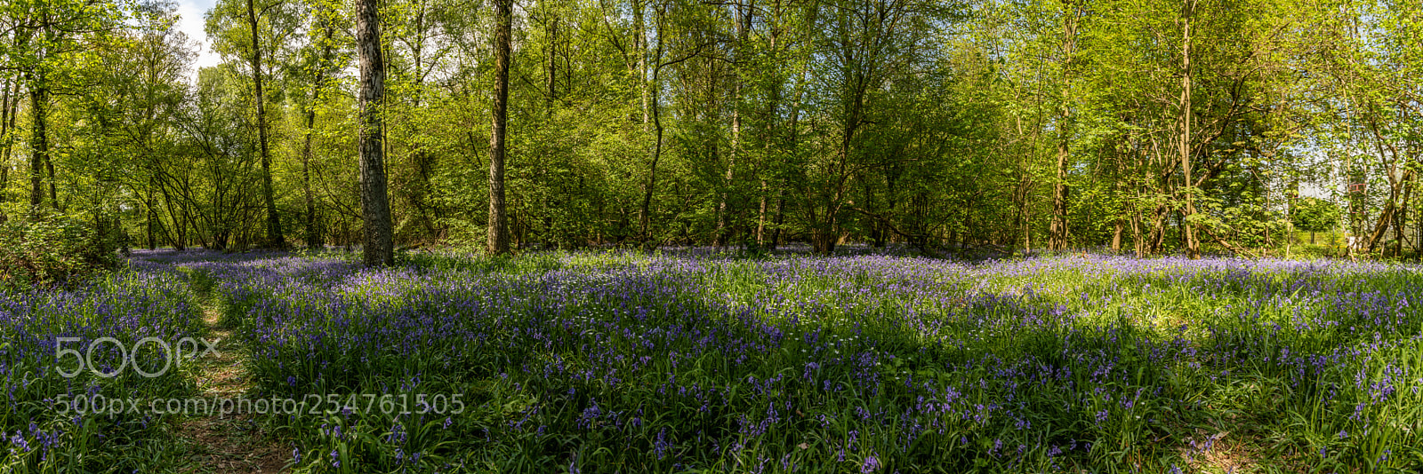 Canon EOS 6D Mark II sample photo. Wald der blauen blume photography