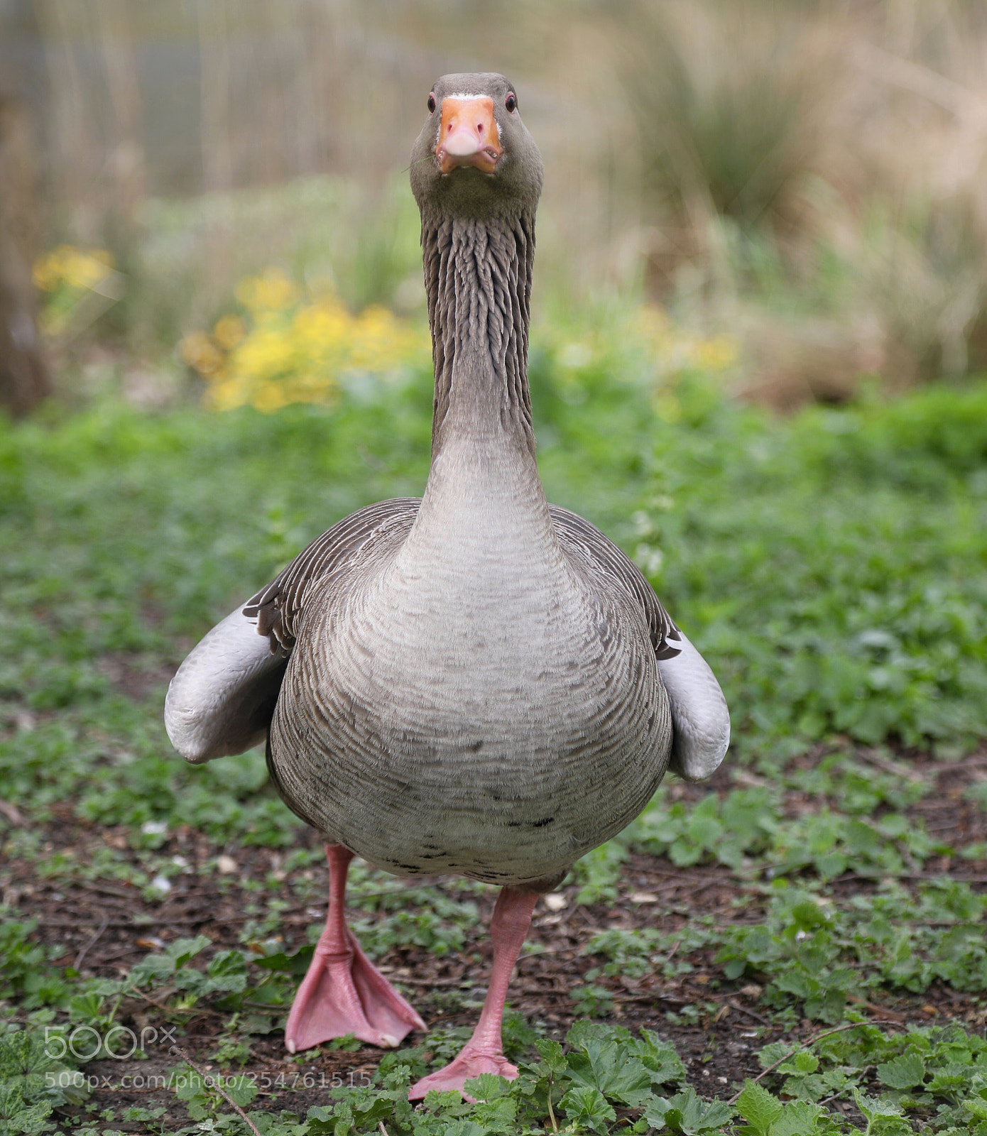 Canon EOS 5D Mark IV sample photo. Mother goose photography