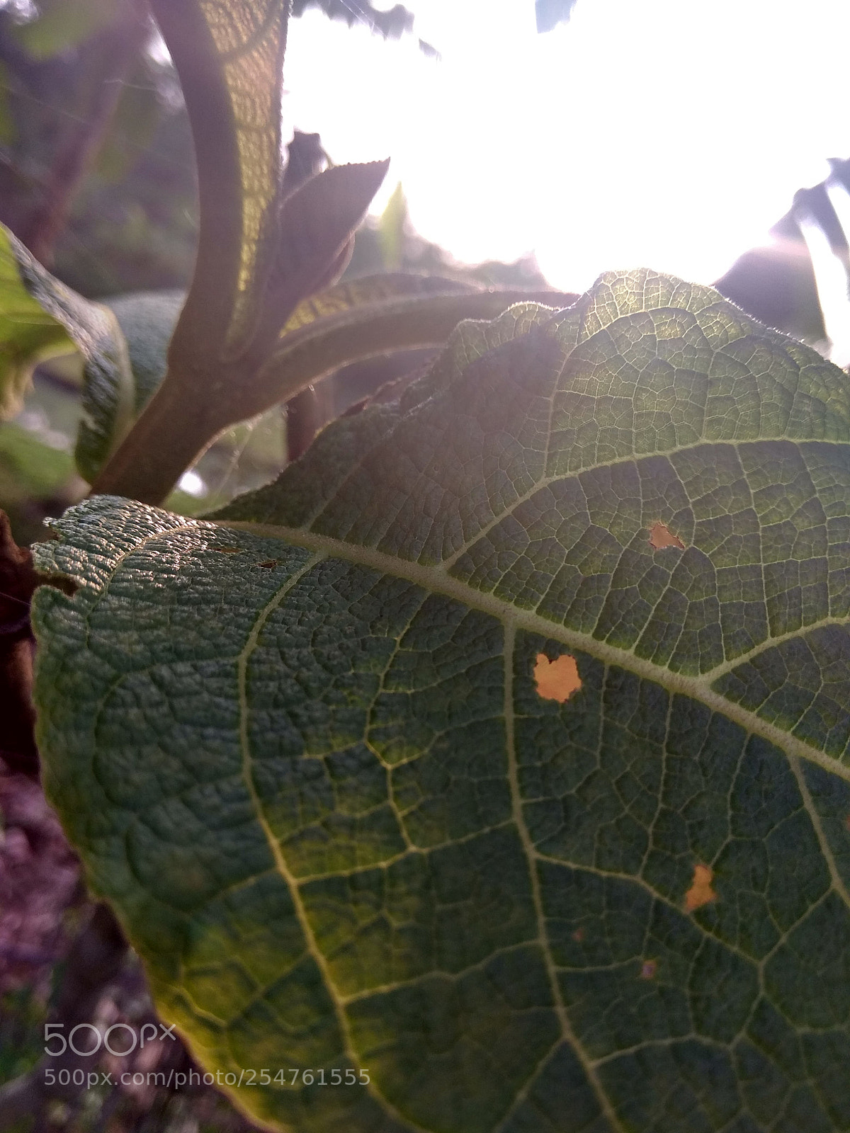Xiaomi Redmi Note 4 sample photo. Untitled photography