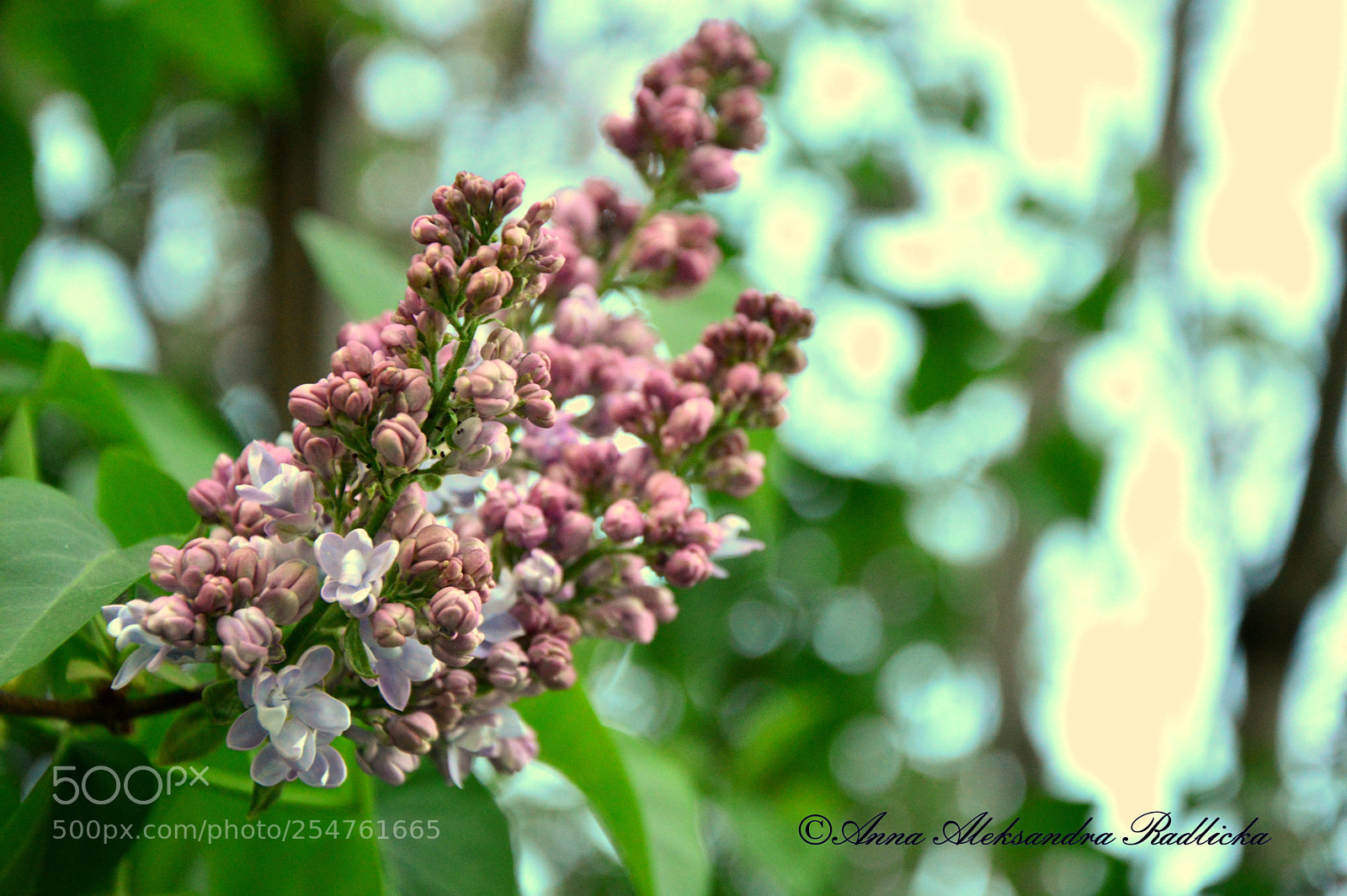 Nikon D3200 sample photo. Lilac time! photography