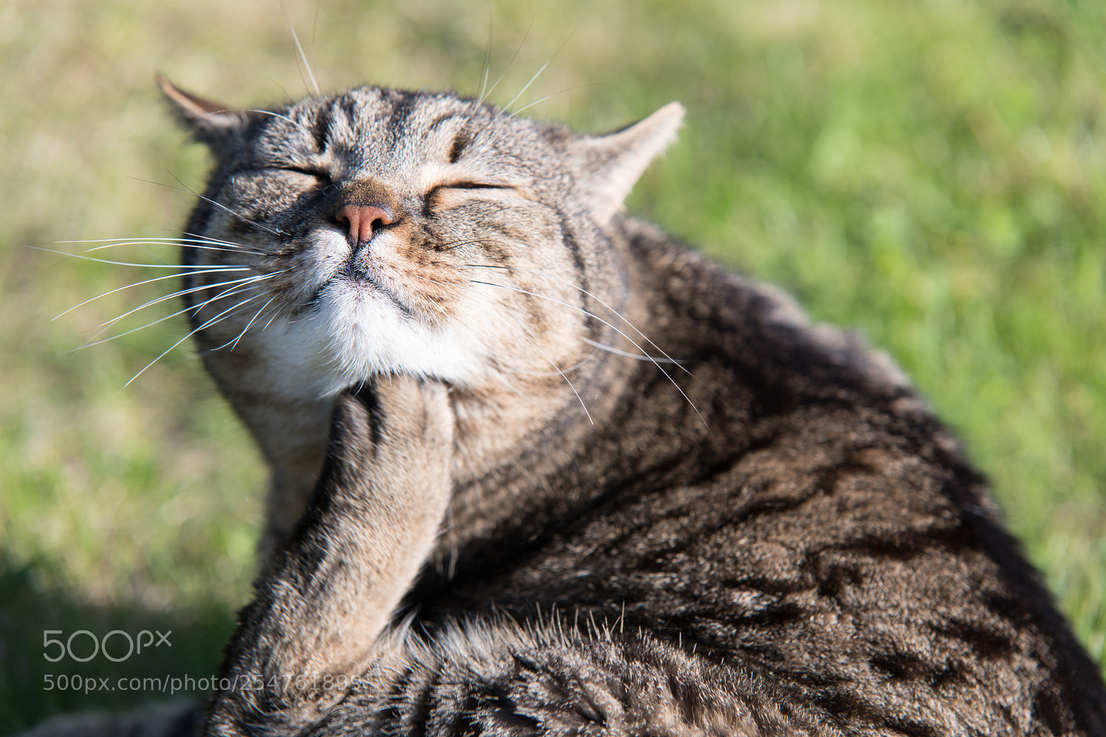 Nikon D850 sample photo. Itching chin photography