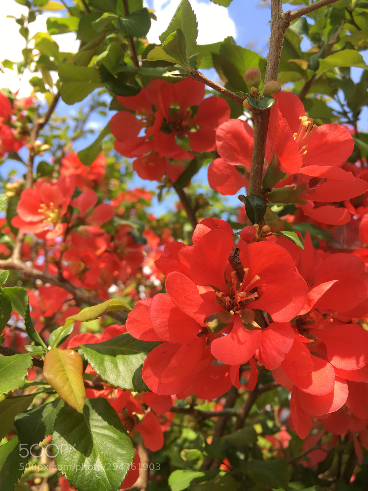 Apple iPhone 6s sample photo. Spring photography