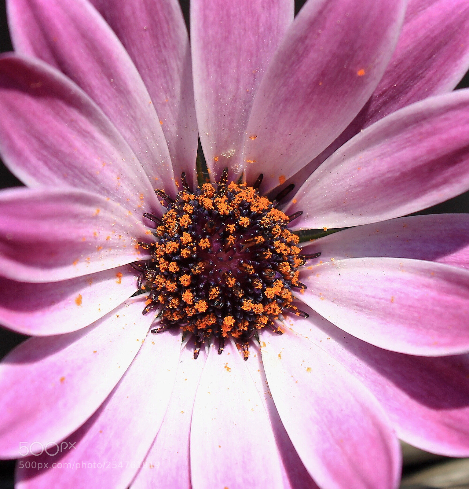 Canon EOS 1300D (EOS Rebel T6 / EOS Kiss X80) sample photo. Osteospermum photography