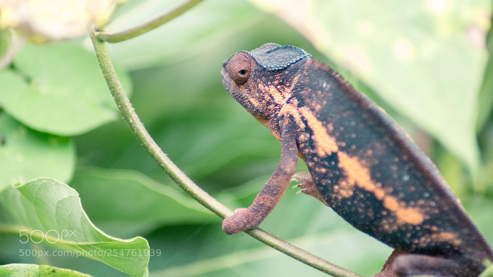 Canon EOS 100D (EOS Rebel SL1 / EOS Kiss X7) sample photo. Chameleon photography