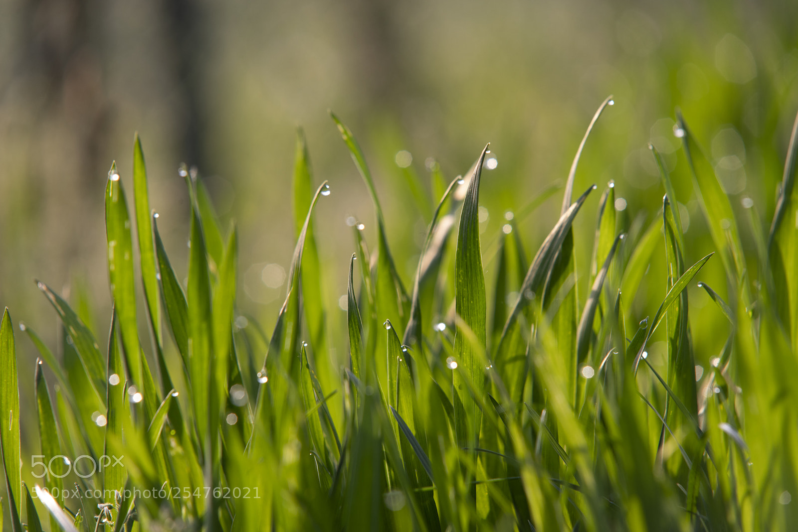 Pentax K-1 sample photo. Into the grass photography