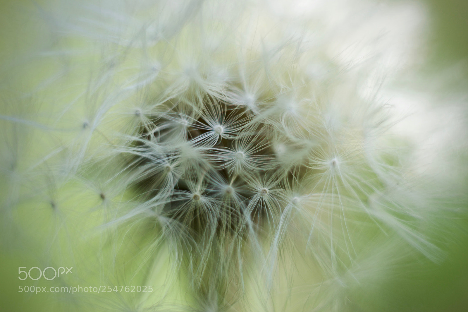 Nikon D3300 sample photo. Soft photography