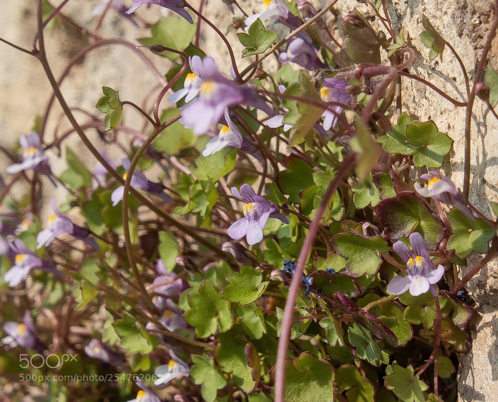 Canon EOS 70D sample photo. Mauerblümchen photography