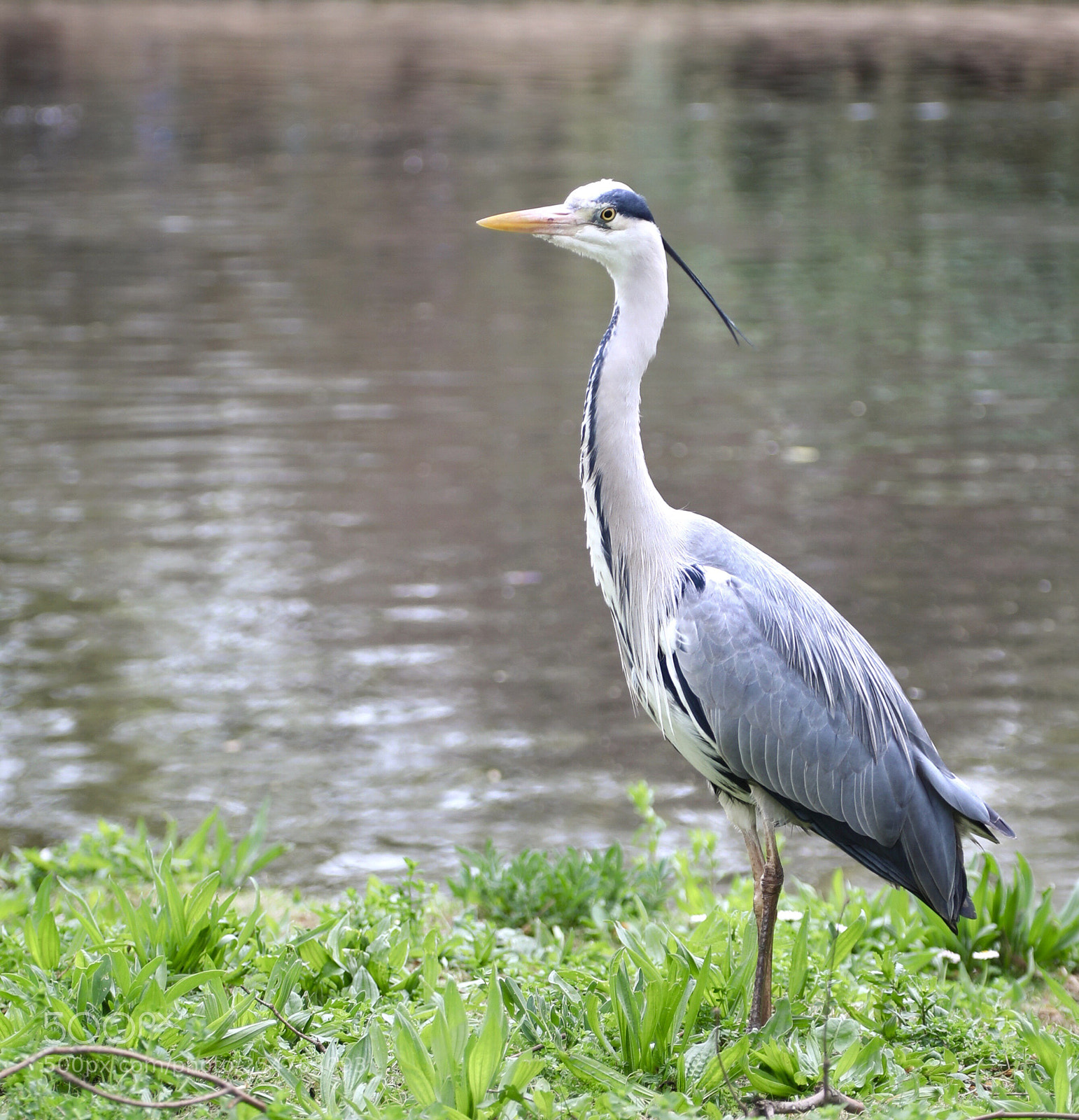 Canon EOS 5D Mark IV sample photo. Grey heron photography