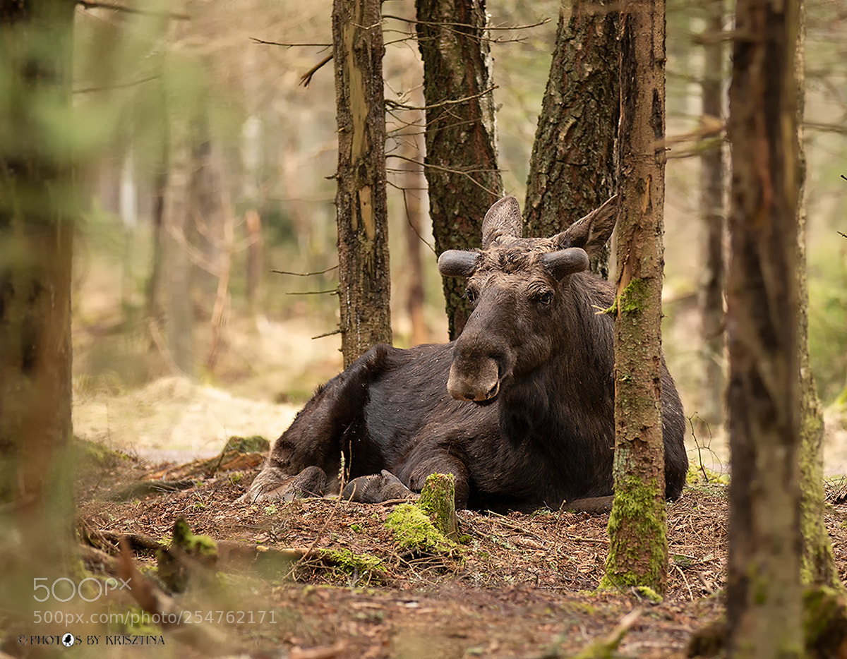 Canon EOS 70D sample photo. Moose photography