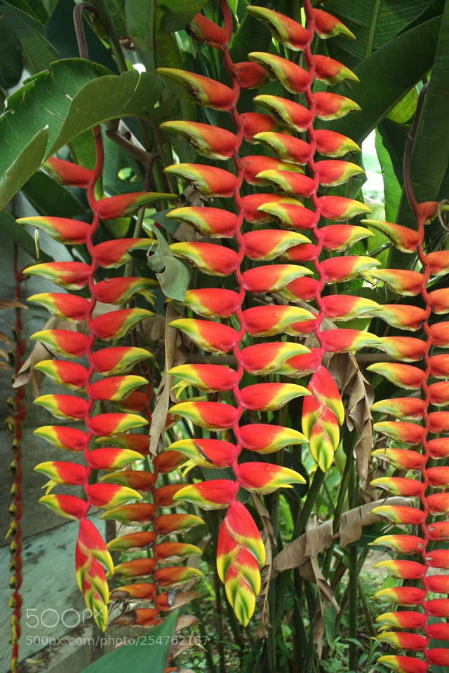 Canon EOS 450D (EOS Rebel XSi / EOS Kiss X2) sample photo. Heliconia photography