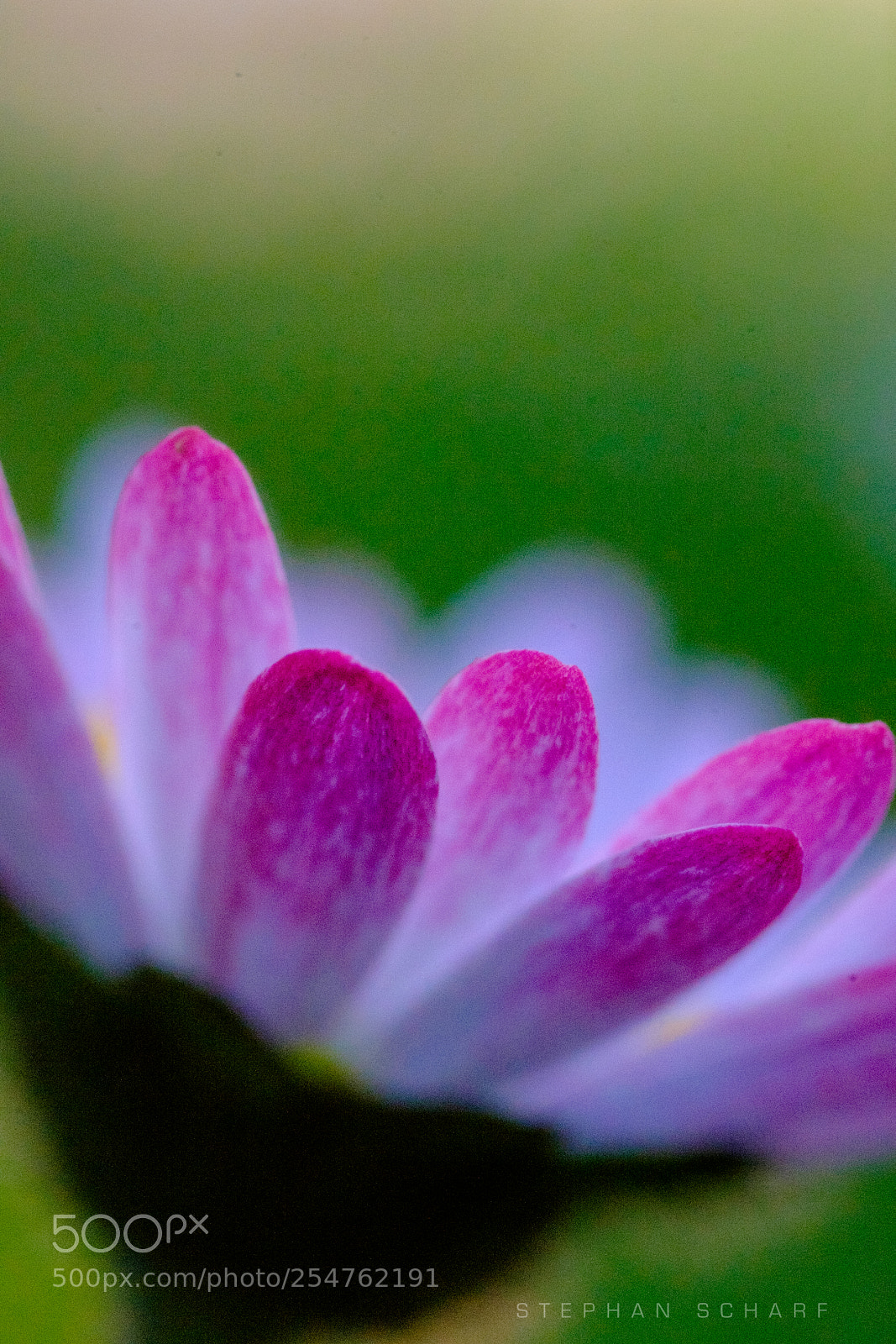 Fujifilm X-T10 sample photo. Daisy petals photography