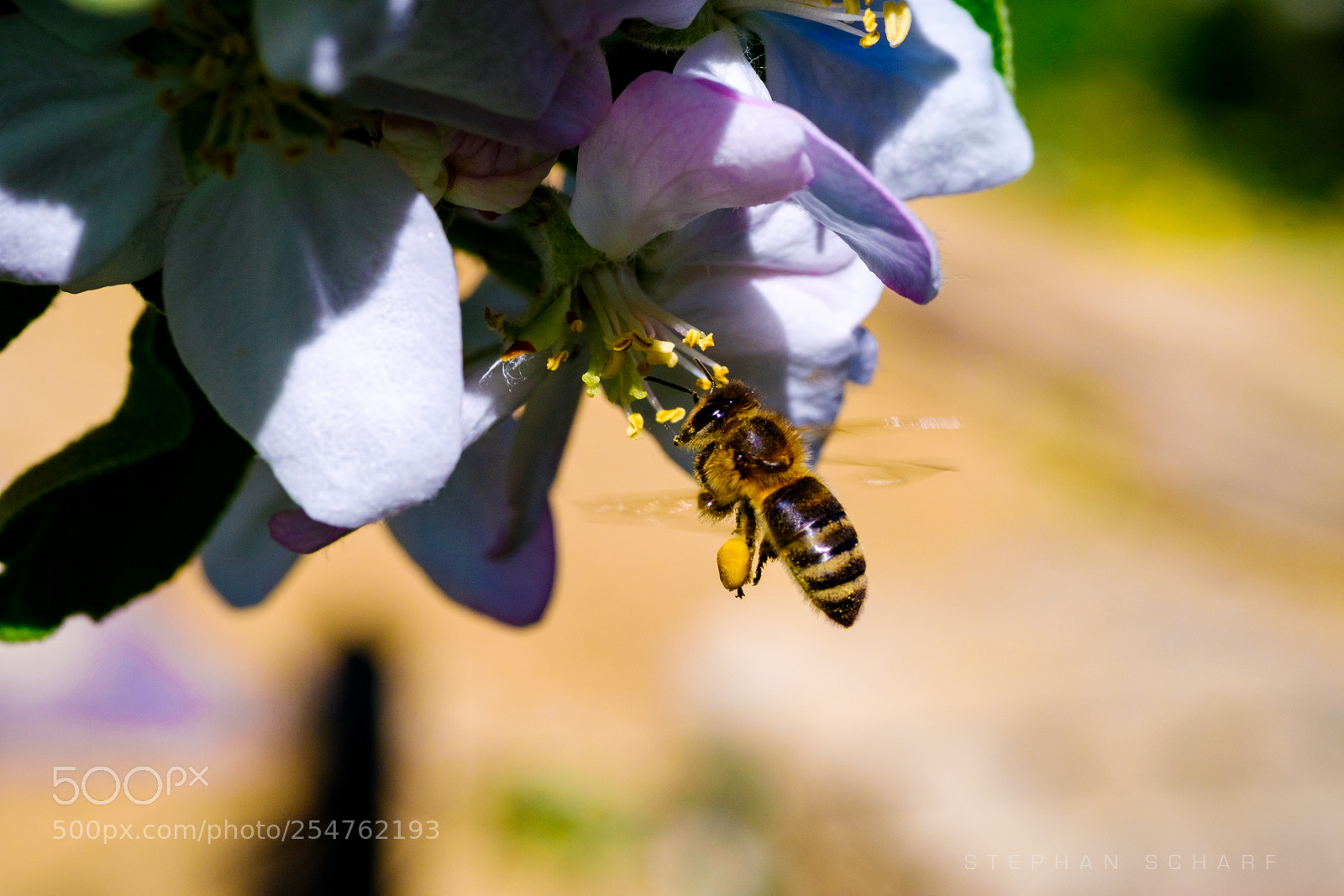 Fujifilm X-T10 sample photo. Flying bee photography