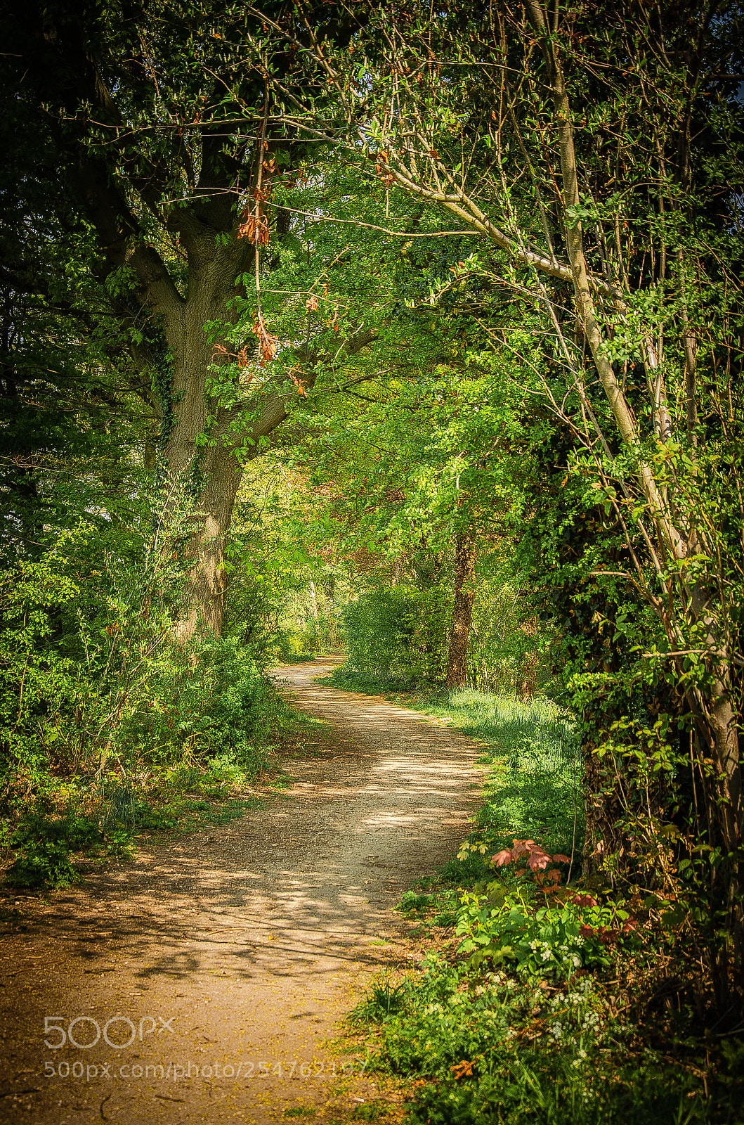 Nikon D7000 sample photo. The path photography
