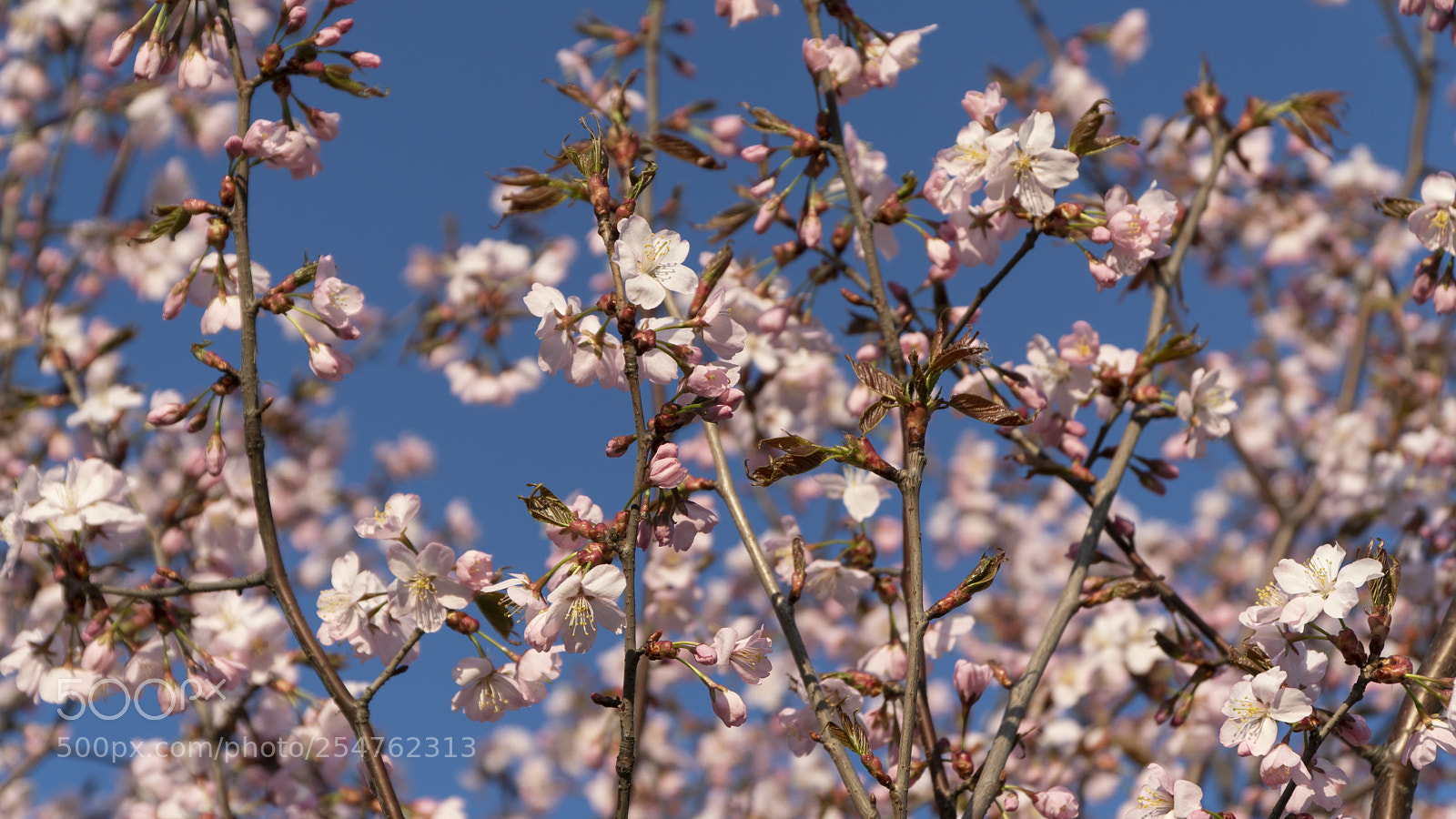 Sony a6500 sample photo. Cherry blossoms in vilnius photography