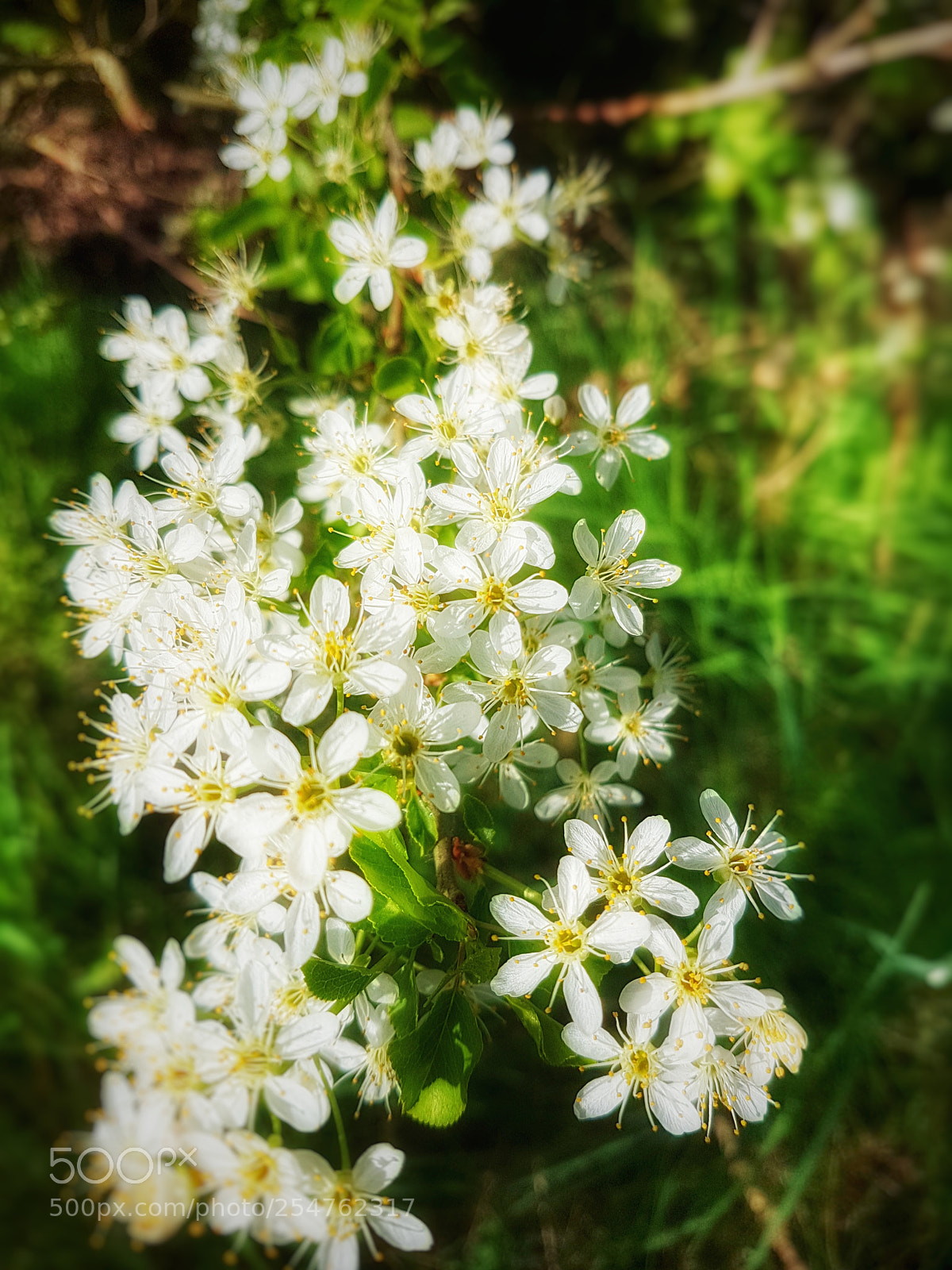 Samsung Galaxy S7 Edge sample photo. Untitled photography