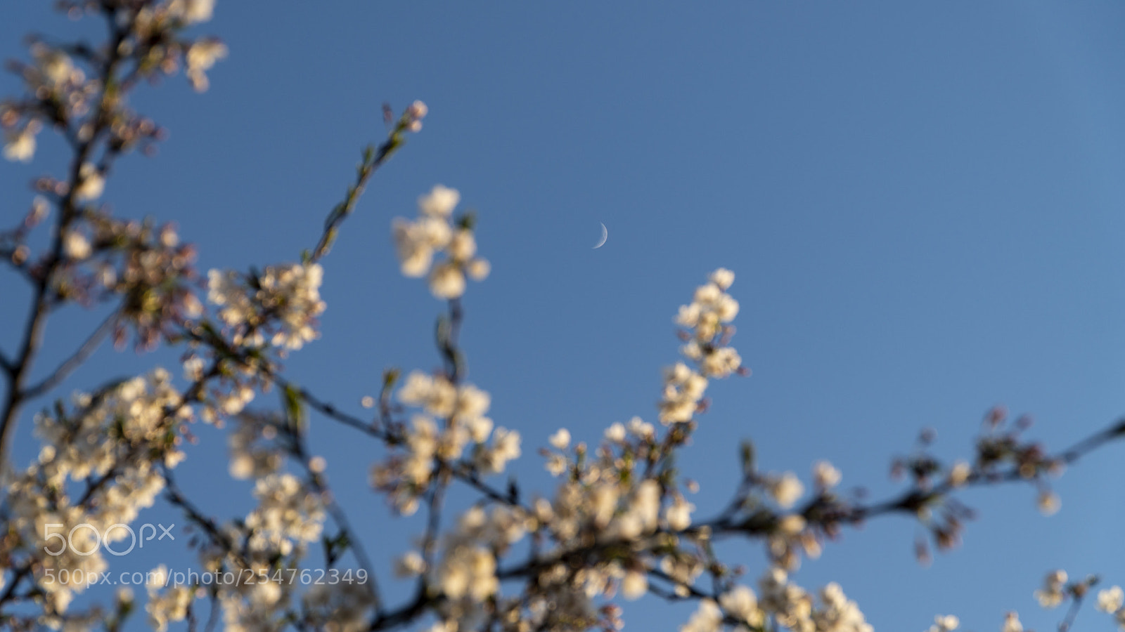 Sony a6500 sample photo. Cherry blossoms in vilnius photography