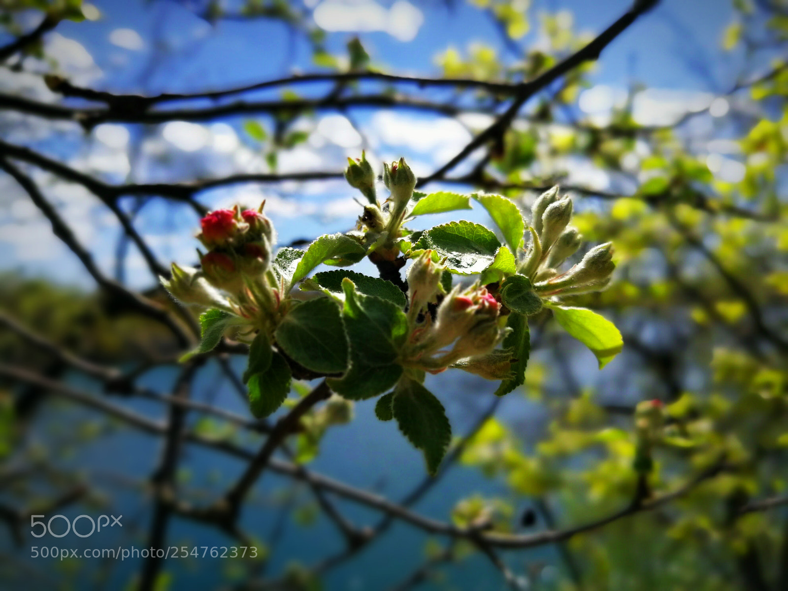 HUAWEI P10 Plus sample photo. Untitled photography