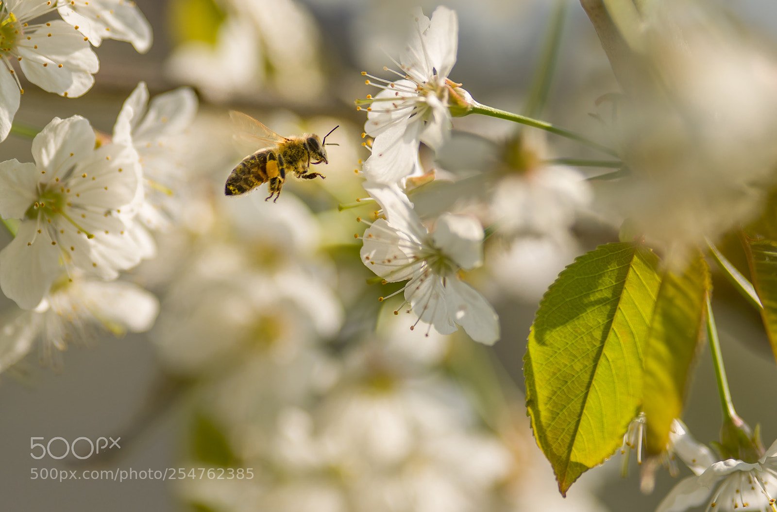 Nikon D5100 sample photo. Cherry blossom photography