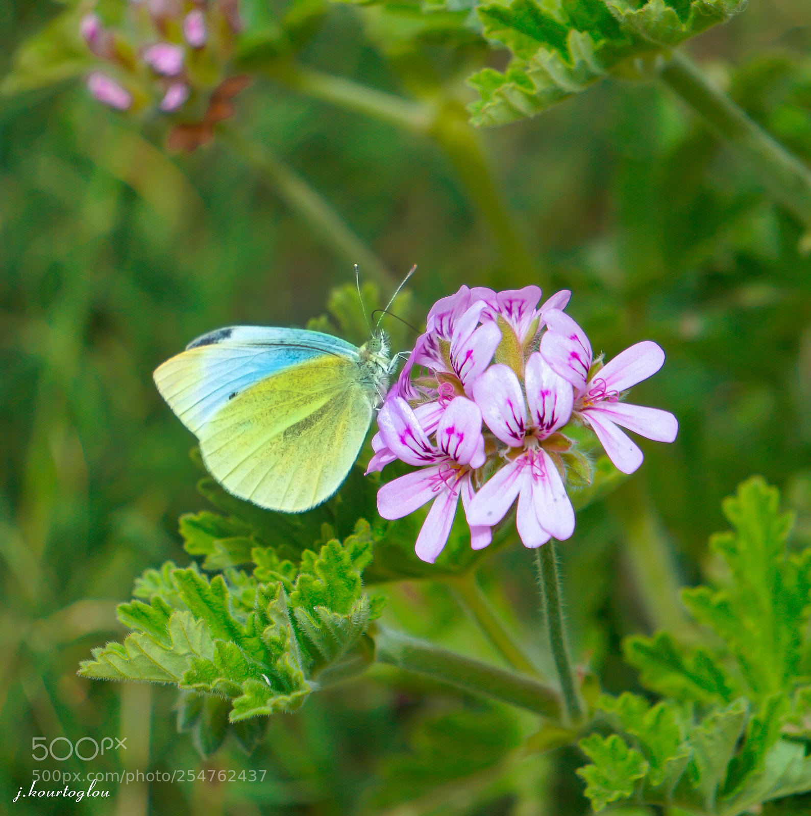 Sony a6500 sample photo. Butterfly photography